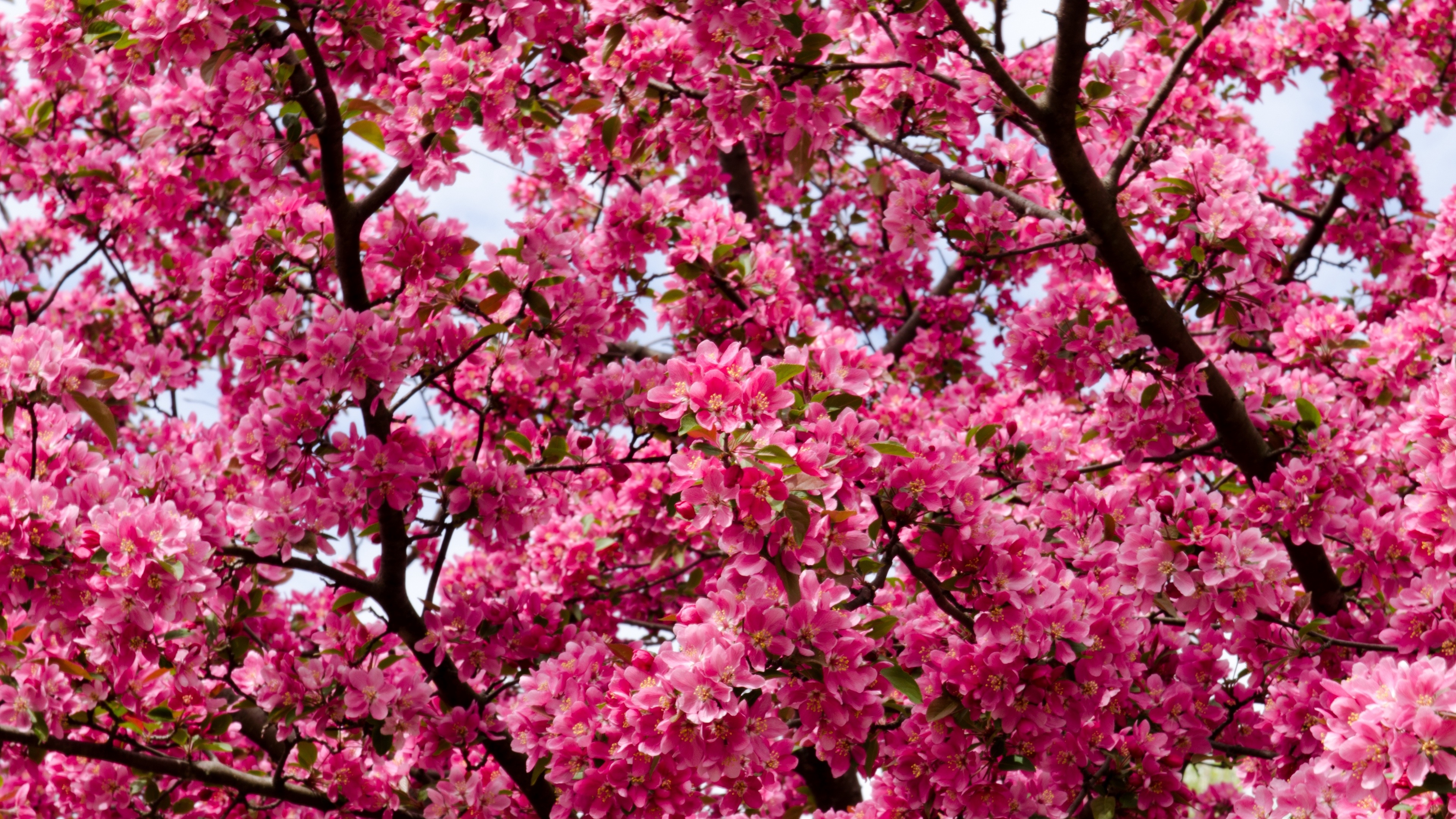 Download mobile wallpaper Flowers, Branch, Earth, Blossom, Pink Flower for free.