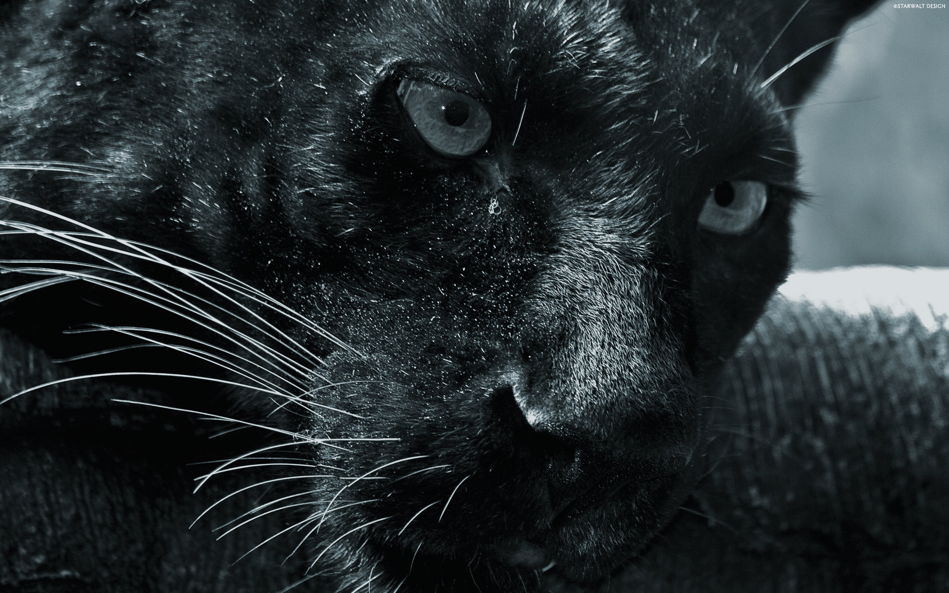 Descarga gratuita de fondo de pantalla para móvil de Animales, Pantera Negra.