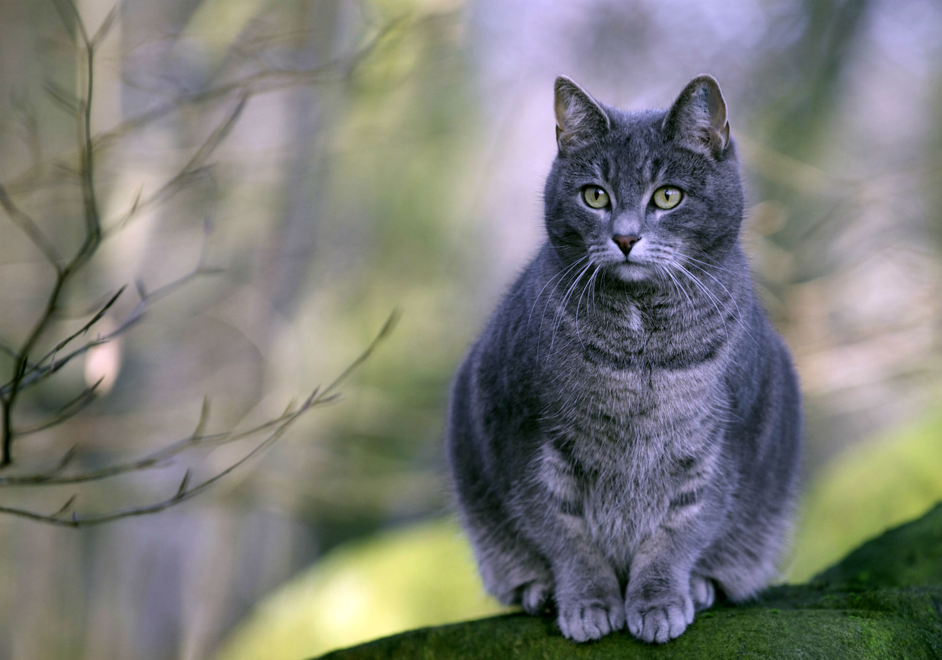 Descarga gratuita de fondo de pantalla para móvil de Animales, Gatos, Gato.