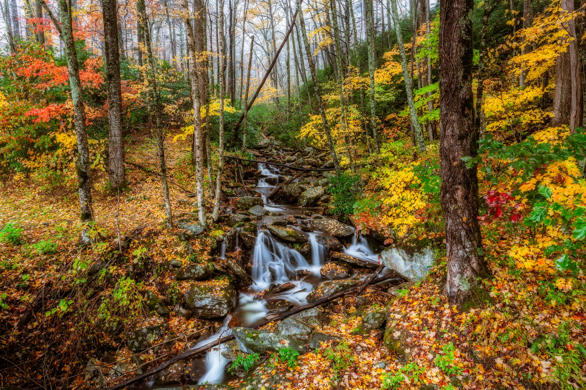 Free download wallpaper Forest, Tree, Fall, Earth, Stream on your PC desktop