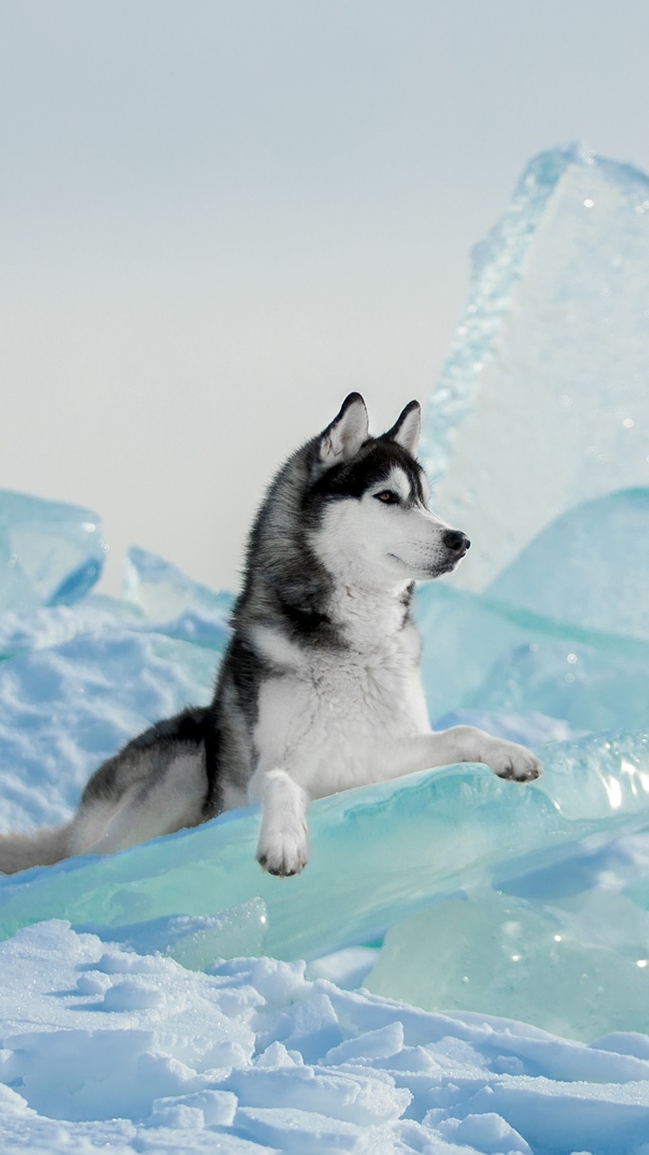 Download mobile wallpaper Dogs, Ice, Dog, Animal, Siberian Husky for free.