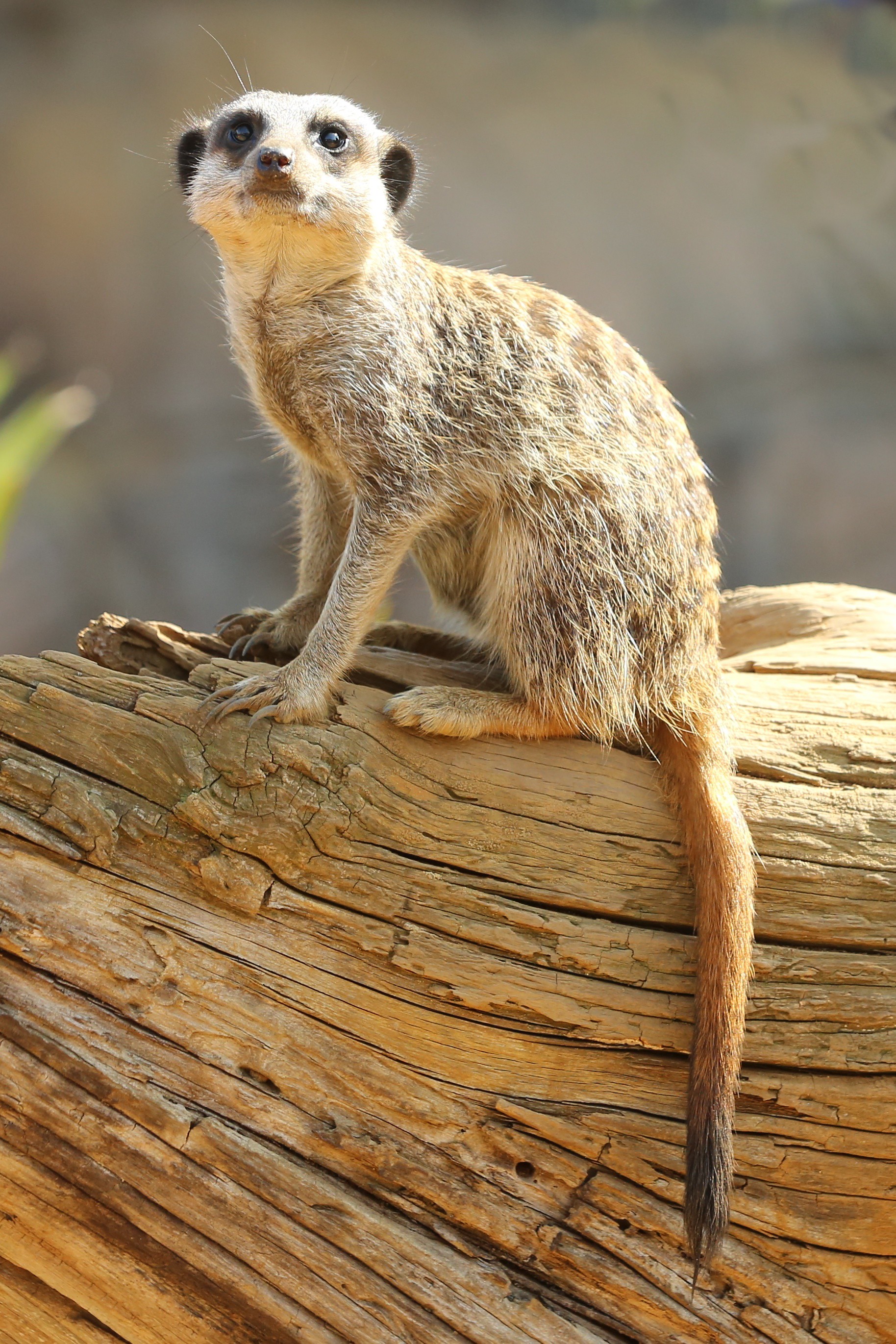 meerkat, animals, sight, opinion, animal, surikat