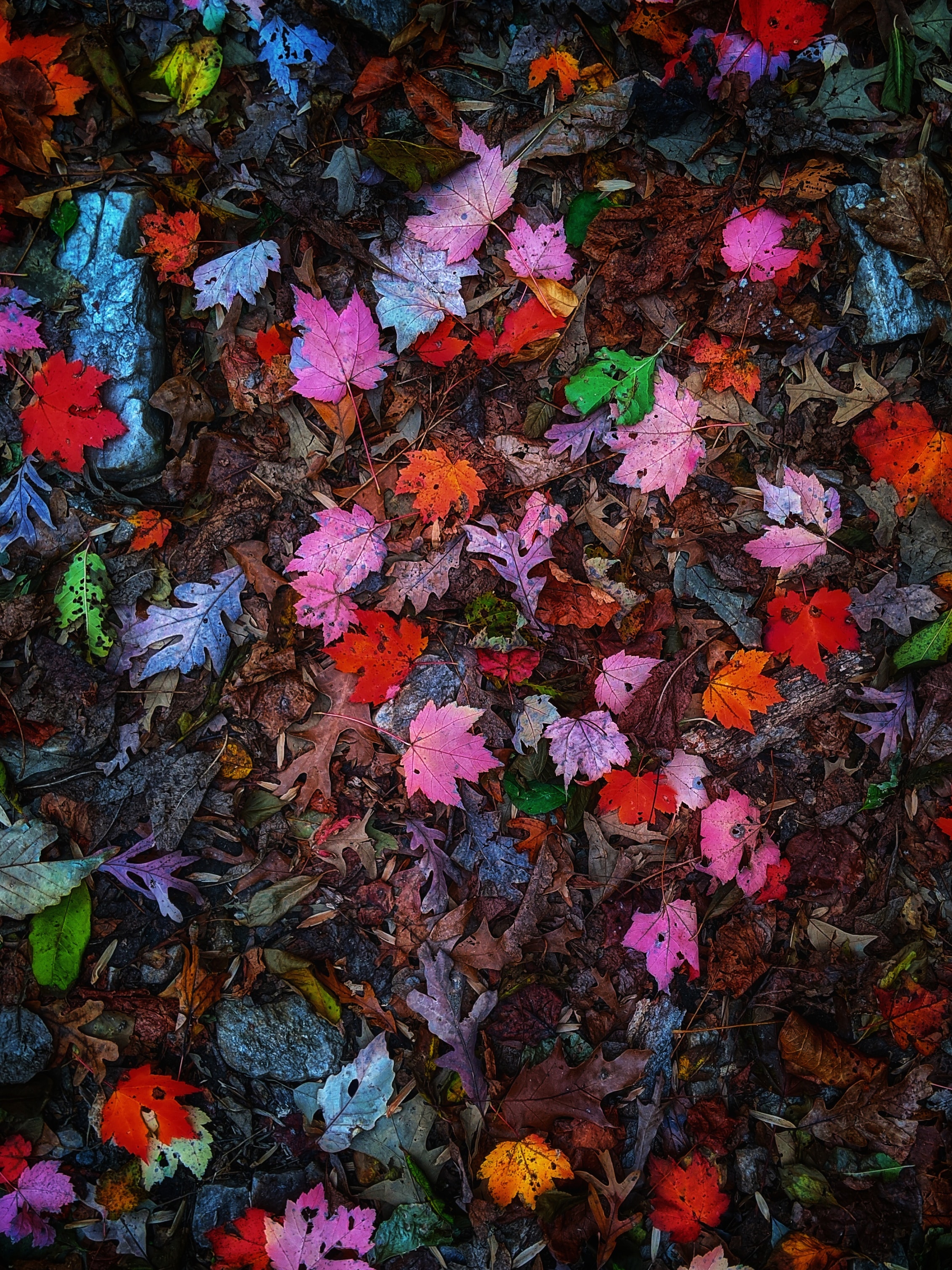 wallpapers leaves, multicolored, nature, autumn, motley