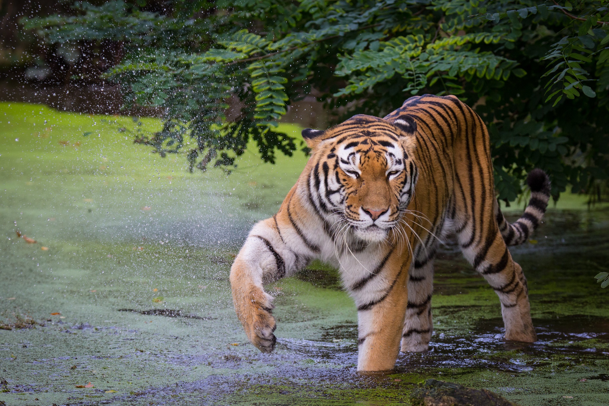 Descarga gratuita de fondo de pantalla para móvil de Gatos, Animales, Tigre.