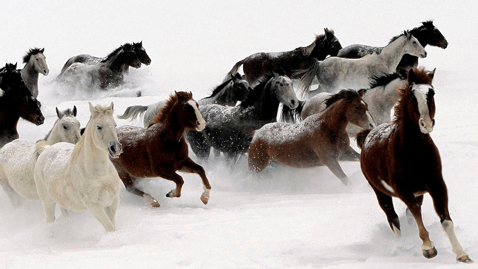 Free download wallpaper Animal, Horse on your PC desktop