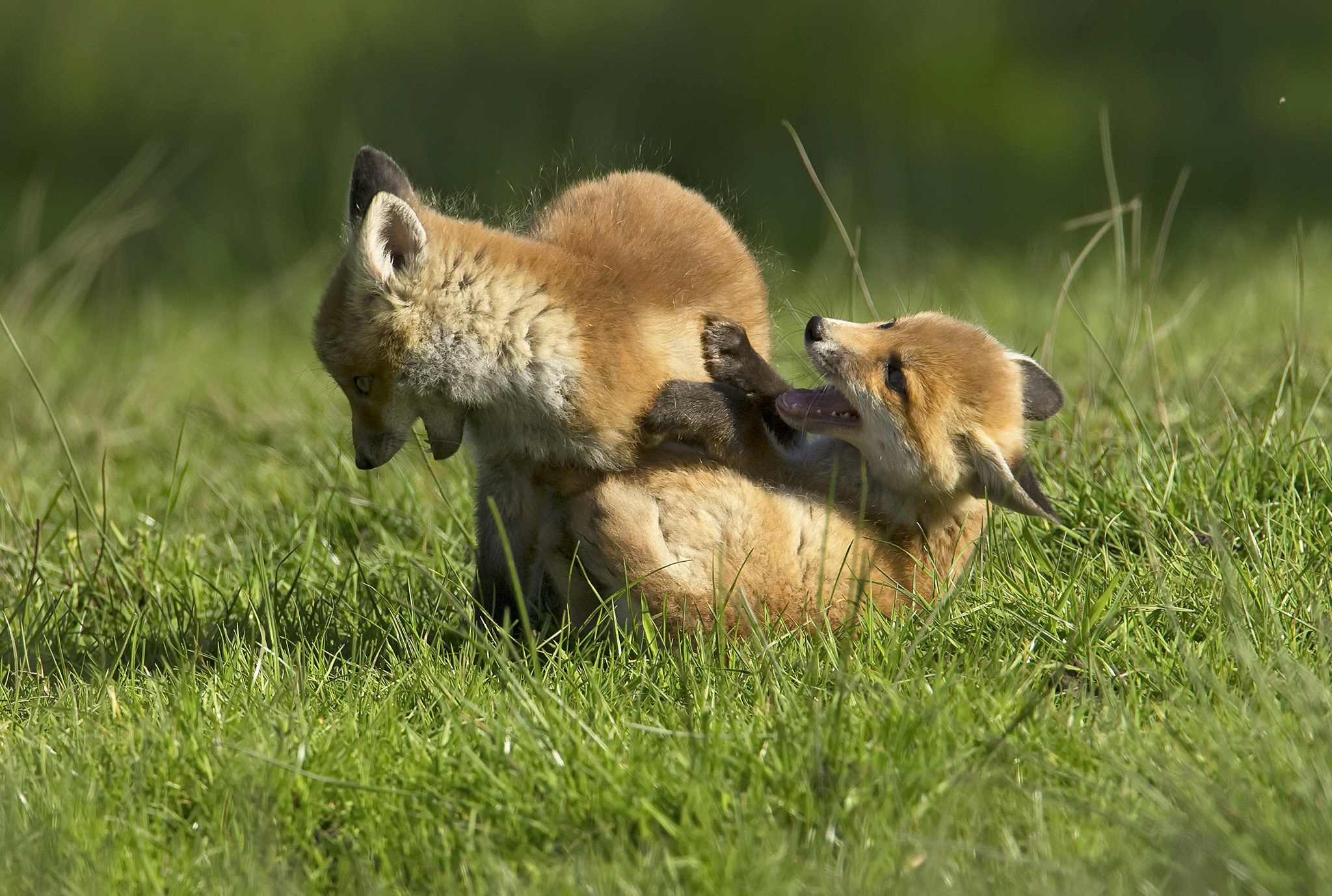 Free download wallpaper Grass, Fox, Animal, Baby Animal on your PC desktop