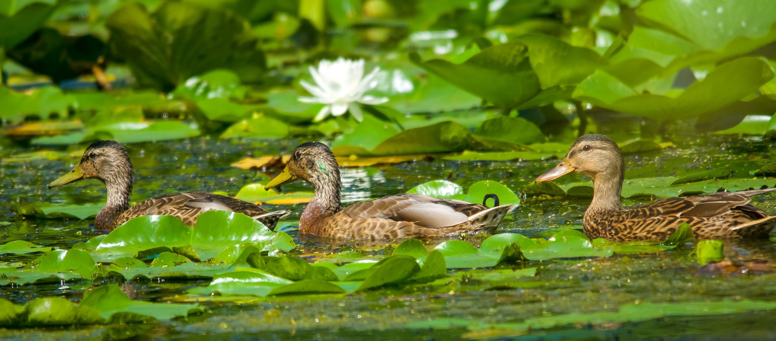 PCデスクトップに動物, 鳥, アヒル画像を無料でダウンロード