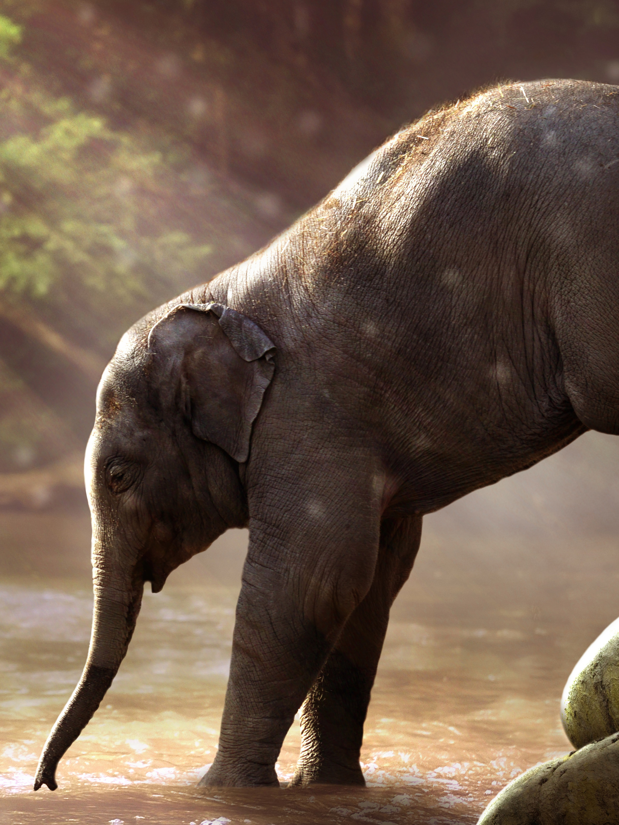 Скачать обои бесплатно Животные, Слоны, Слон, Детеныш Животного, Азиатский Слон картинка на рабочий стол ПК