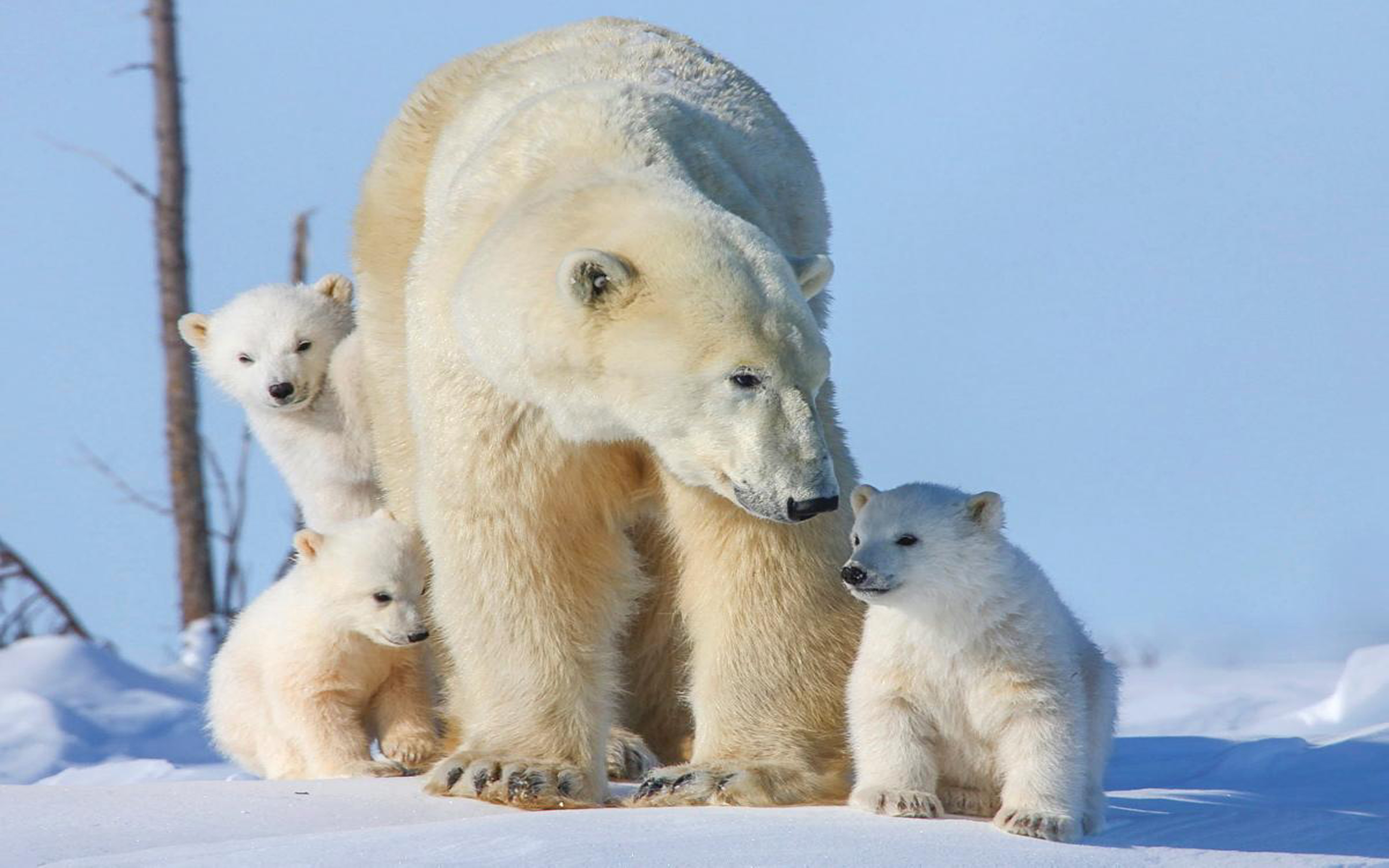 Baixe gratuitamente a imagem Animais, Urso Polar, Filhote na área de trabalho do seu PC