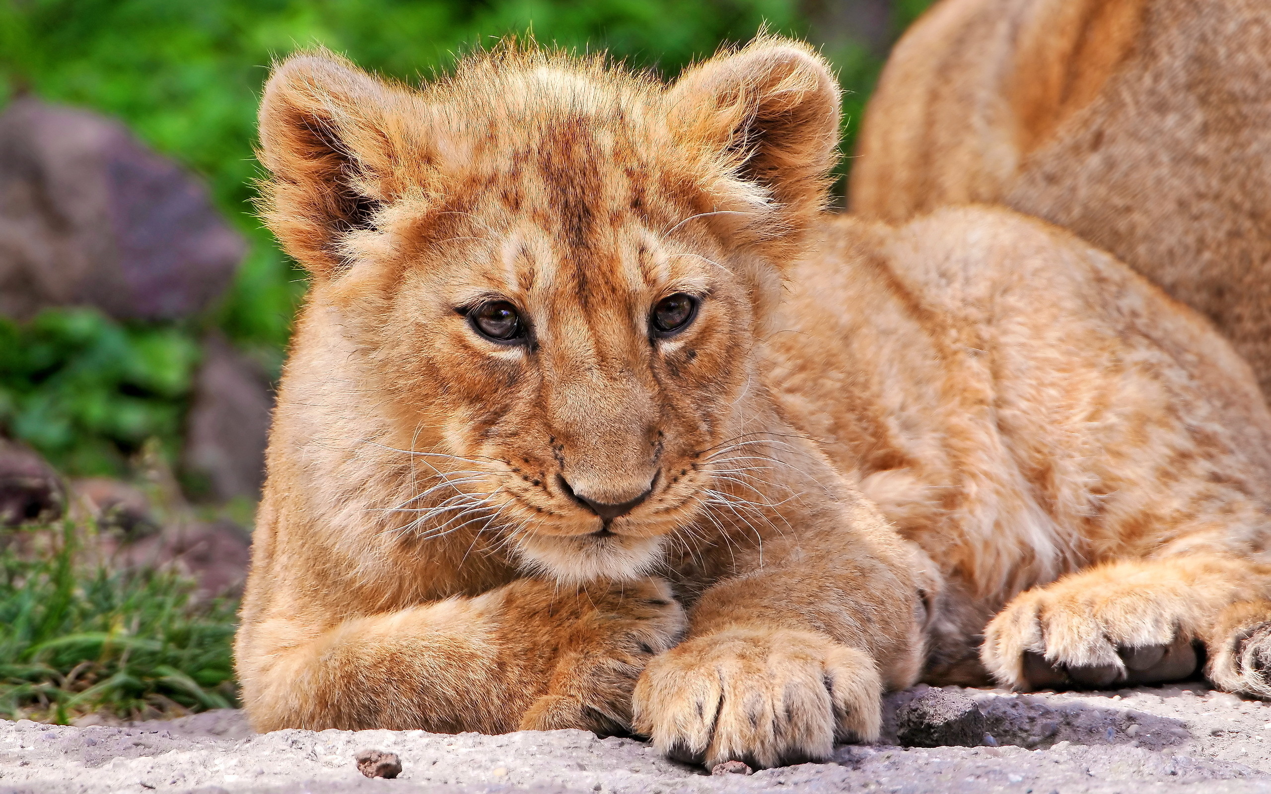 Descarga gratuita de fondo de pantalla para móvil de Animales, Gatos, León.