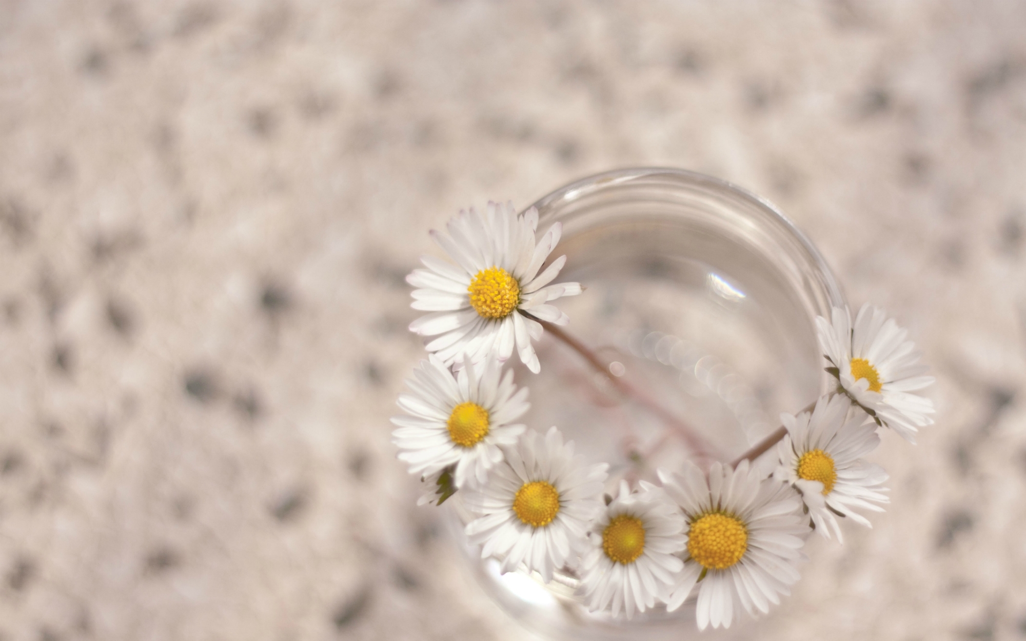 Descarga gratuita de fondo de pantalla para móvil de Flores, Flor, Tierra/naturaleza.