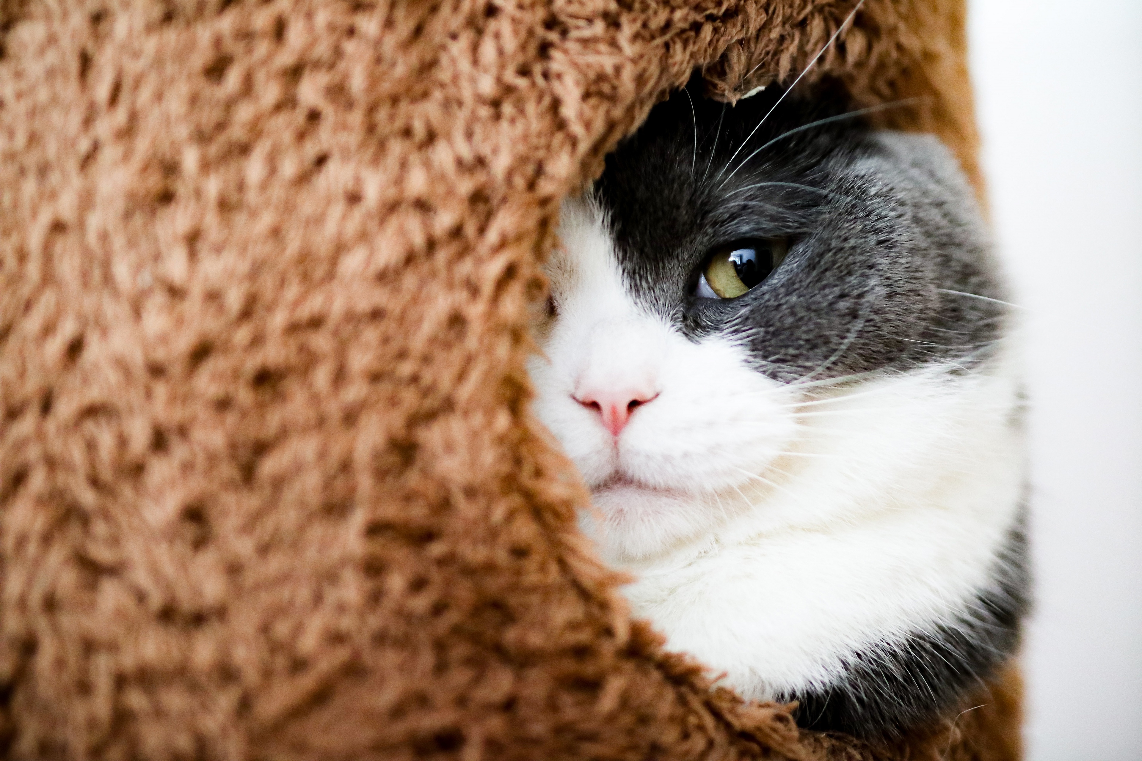 Baixe gratuitamente a imagem Animais, Gatos, Gato na área de trabalho do seu PC