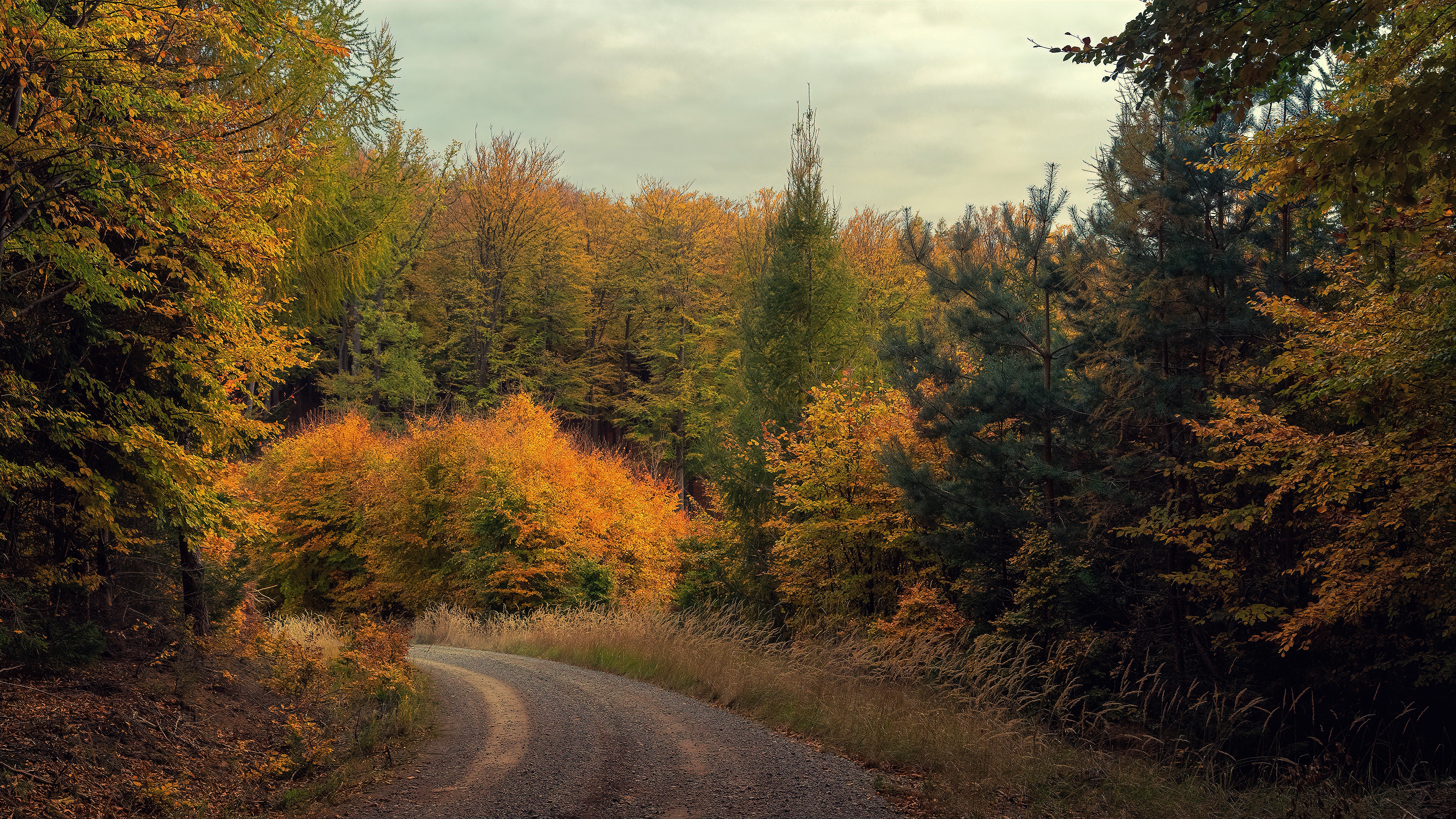 Download mobile wallpaper Forest, Fall, Path, Man Made for free.