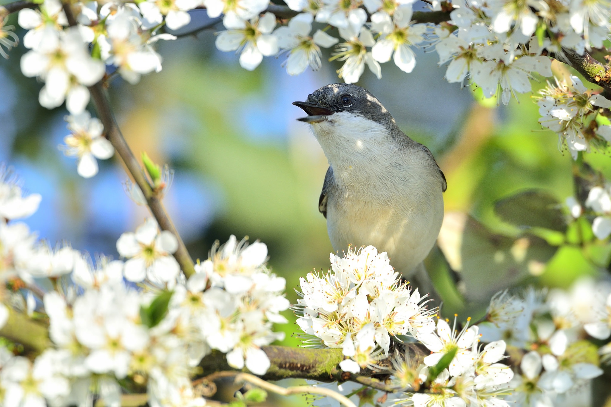 Laden Sie das Tiere, Natur, Vögel, Blume, Vogel, Frühling, Weiße Blume-Bild kostenlos auf Ihren PC-Desktop herunter