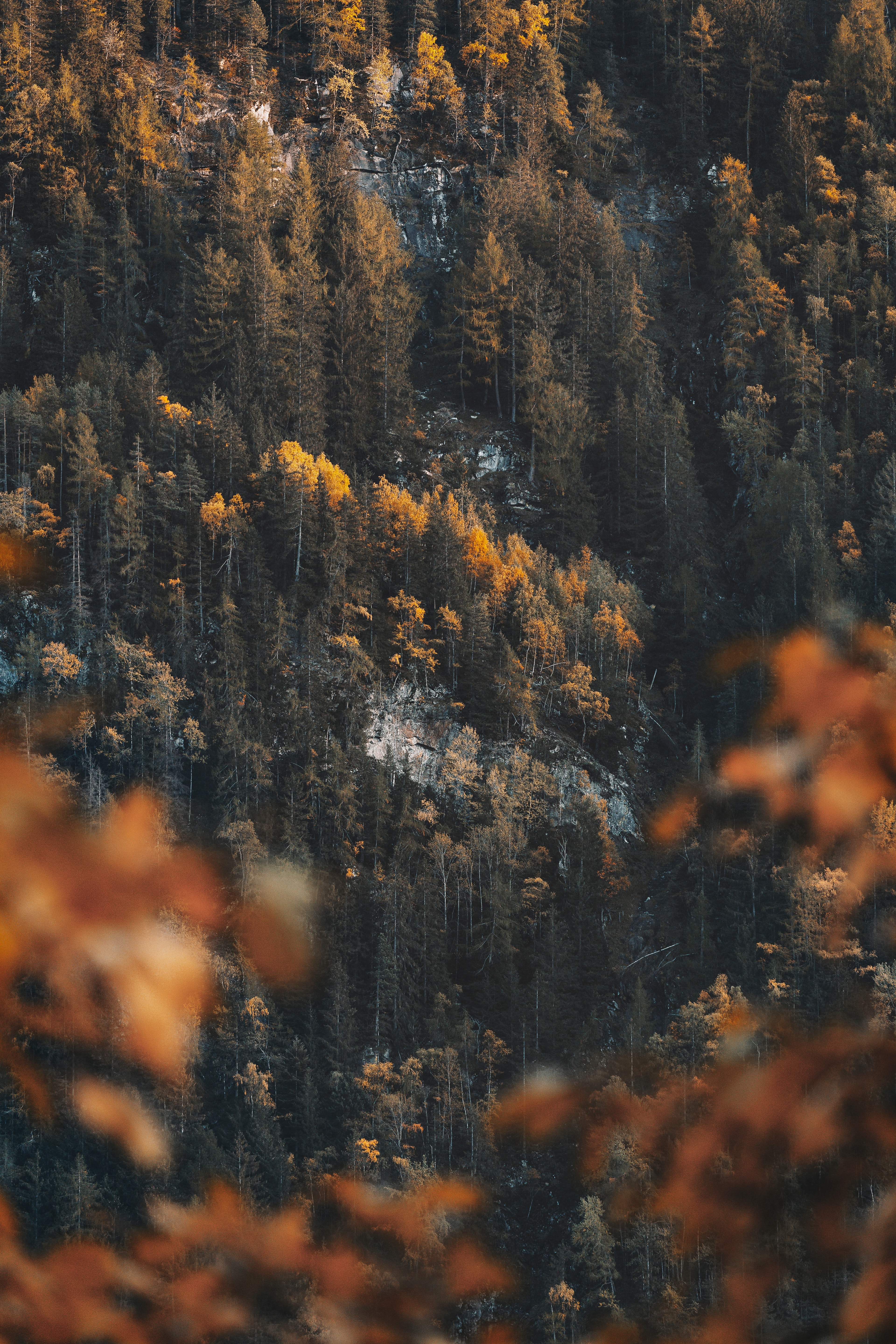 nature, trees, pine, coniferous, forest, slope Full HD