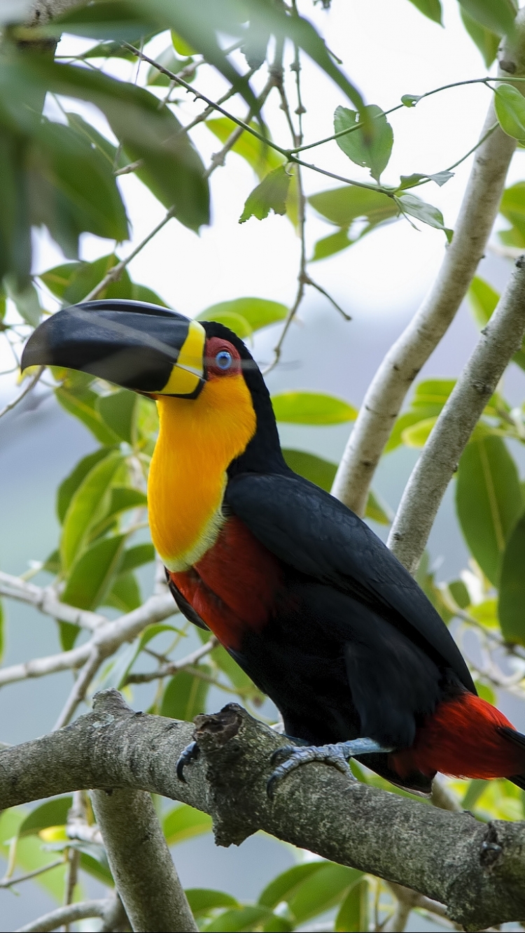 Téléchargez des papiers peints mobile Animaux, Toucan, Des Oiseaux gratuitement.