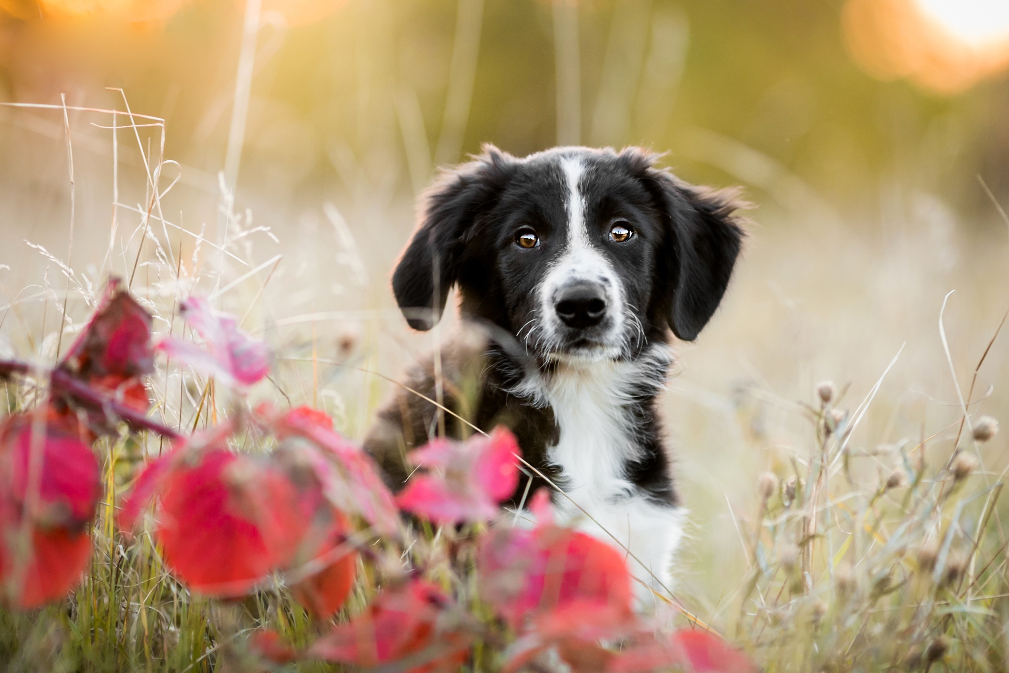 Download mobile wallpaper Dogs, Dog, Animal, Puppy, Border Collie, Baby Animal for free.