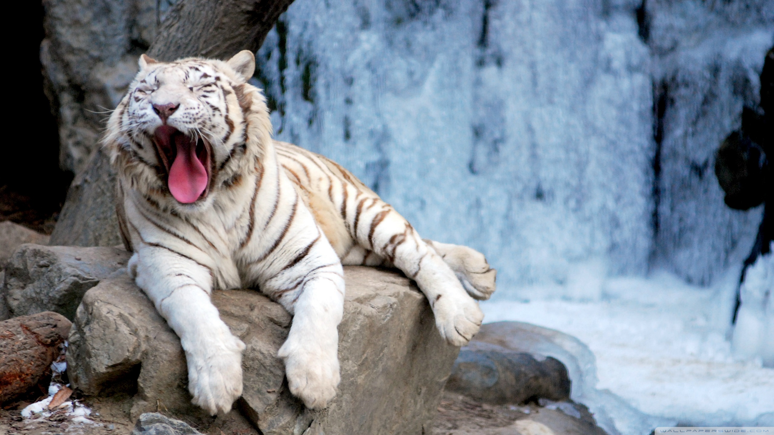 Baixar papel de parede para celular de Tigre Branco, Gatos, Animais, Tigre gratuito.