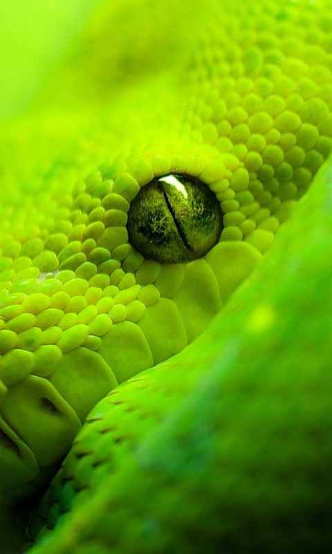 Скачать картинку Животные, Зеленый, Змея, Глаз, Рептилии в телефон бесплатно.