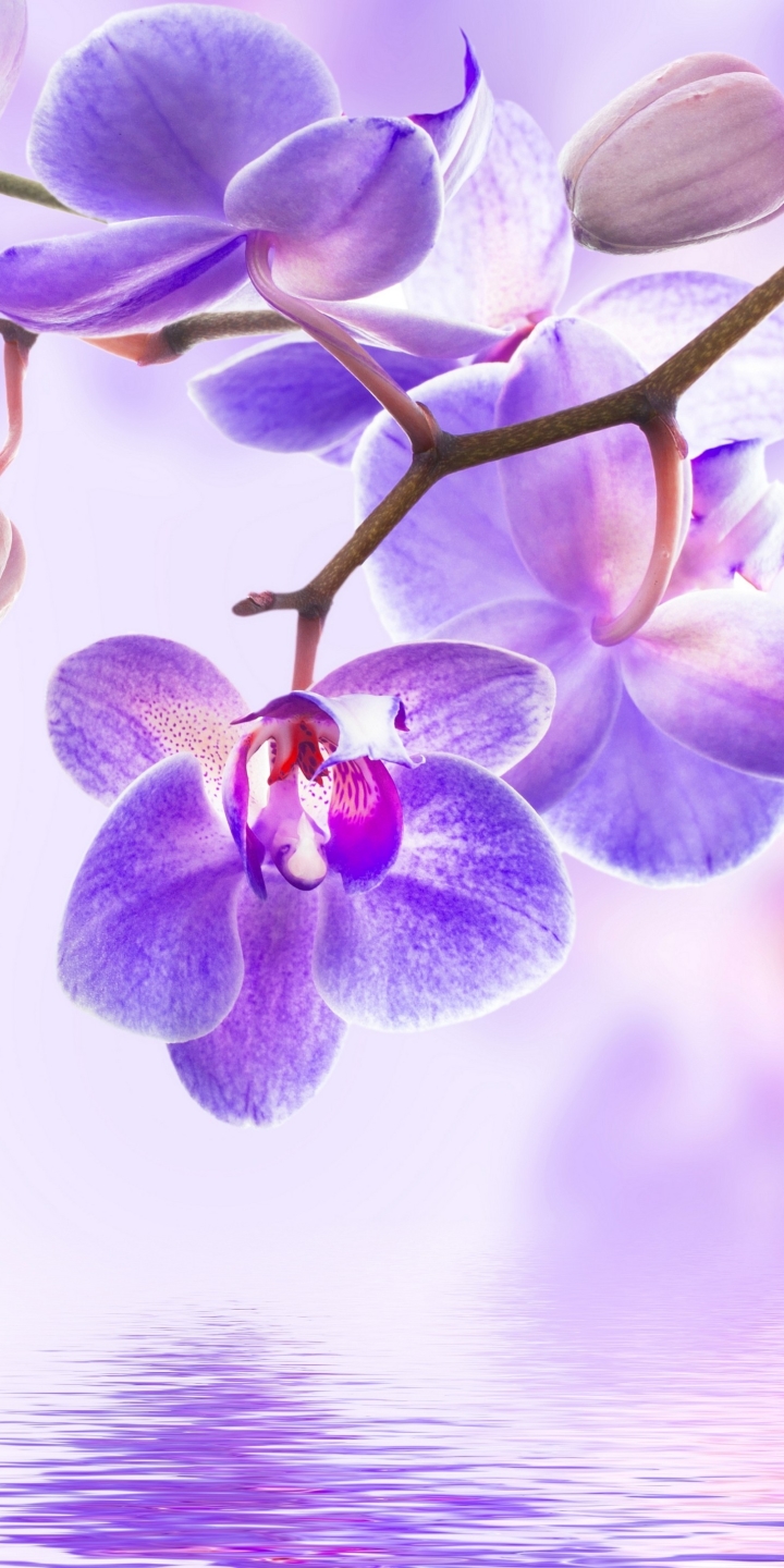 Handy-Wallpaper Blumen, Orchidee, Erde/natur kostenlos herunterladen.