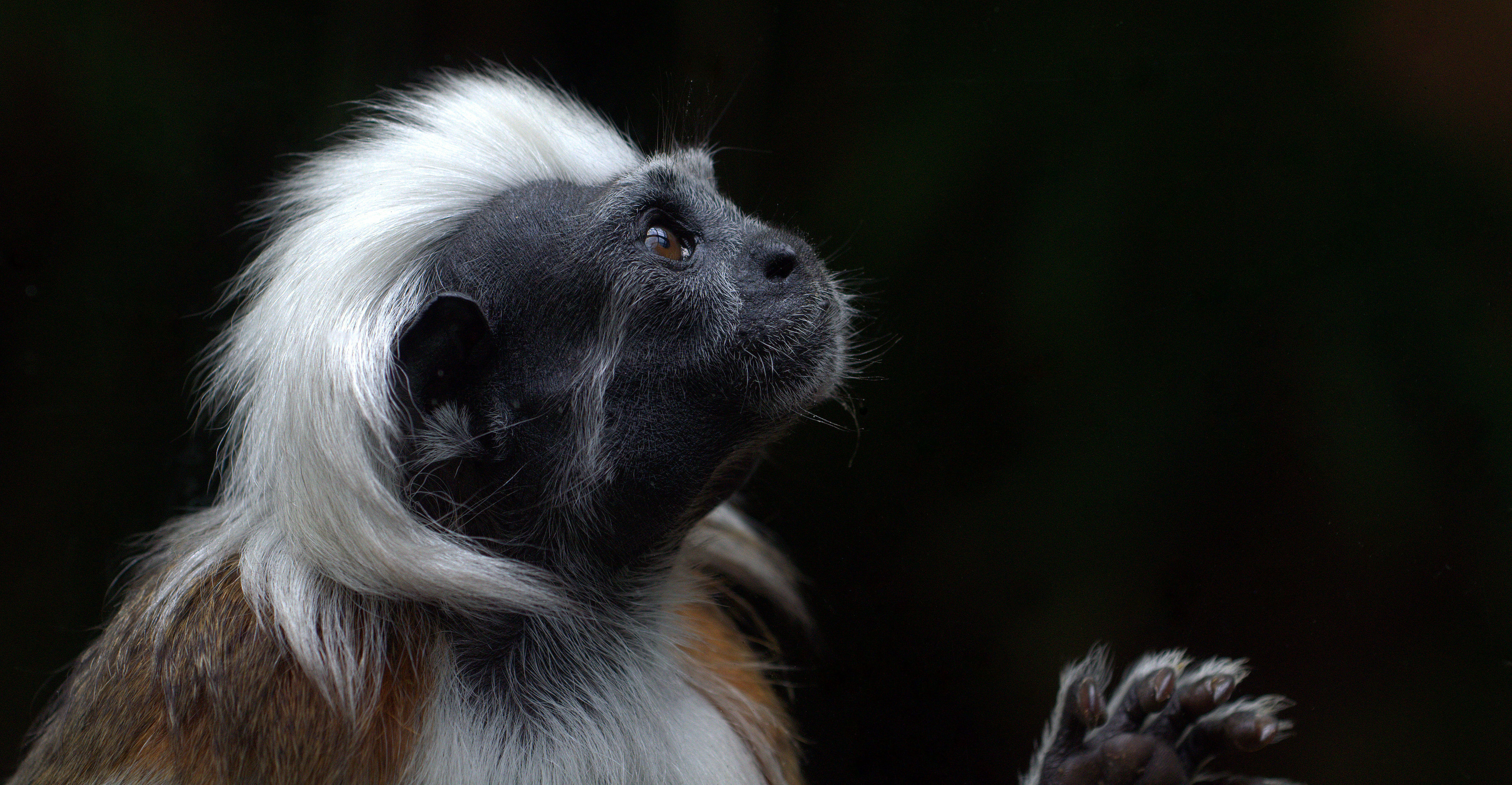 372996 descargar fondo de pantalla animales, tití, monos: protectores de pantalla e imágenes gratis