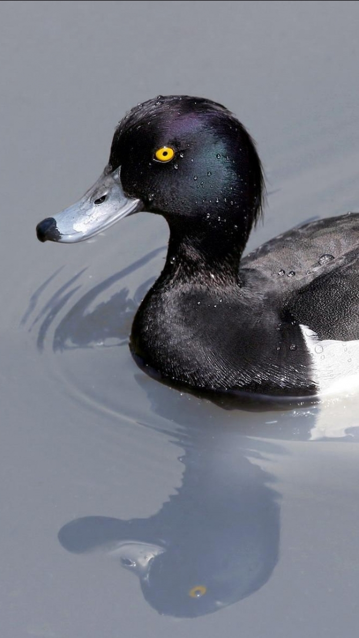 Descarga gratuita de fondo de pantalla para móvil de Animales, Pato, Aves.