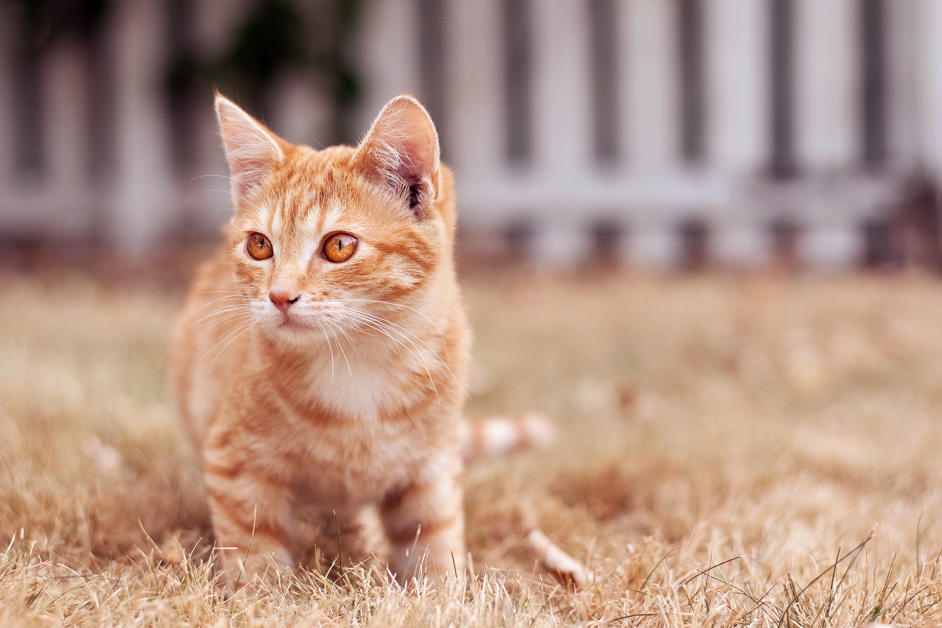 Baixe gratuitamente a imagem Animais, Gatos, Gato, Gatinho, Olhos, Fofo, Enfrentar na área de trabalho do seu PC