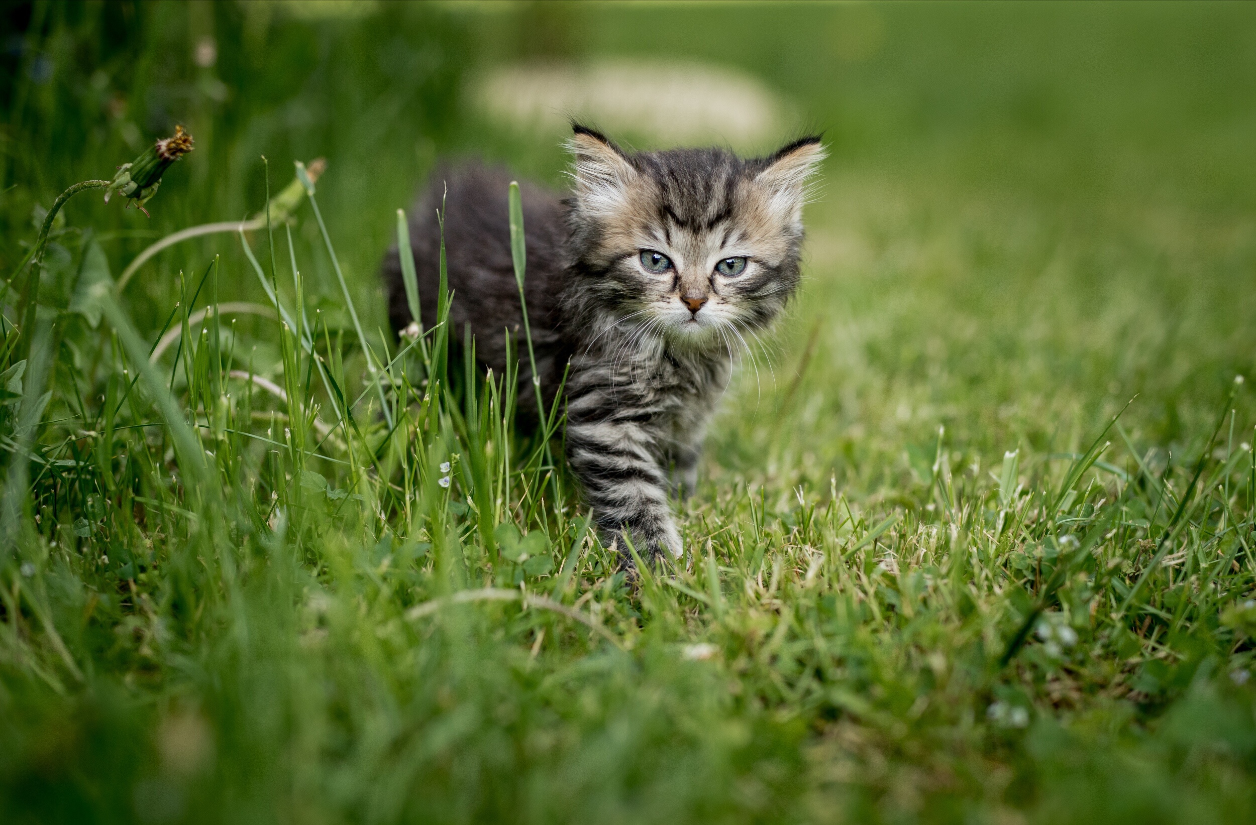 Free download wallpaper Cats, Grass, Cat, Kitten, Animal, Baby Animal on your PC desktop