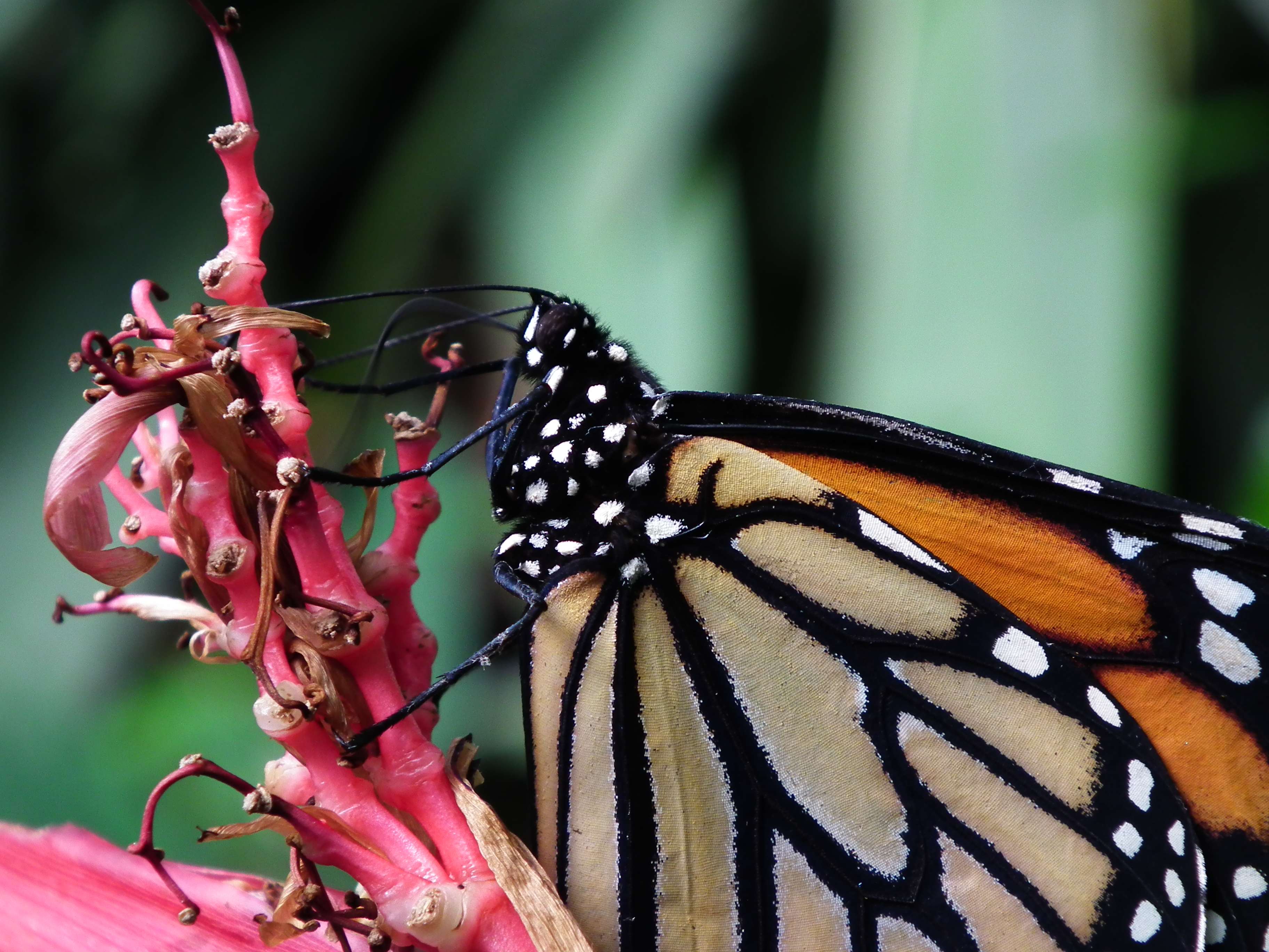 Descarga gratuita de fondo de pantalla para móvil de Animales, Mariposa.