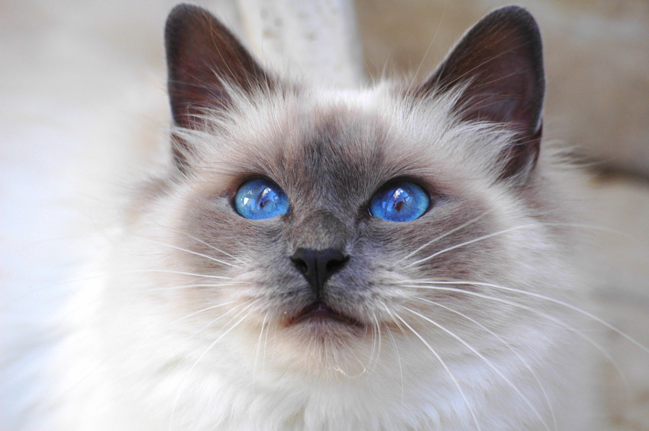 Baixe gratuitamente a imagem Gato, Gatos, Animais na área de trabalho do seu PC