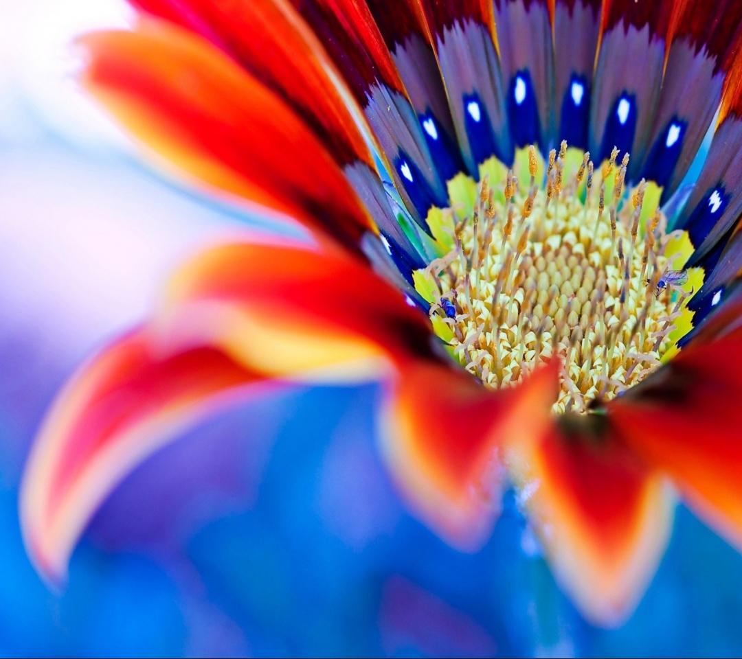 Descarga gratuita de fondo de pantalla para móvil de Flores, Flor, Tierra/naturaleza.