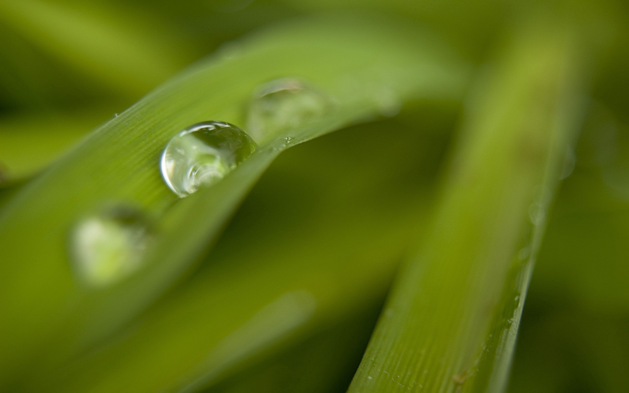 Download mobile wallpaper Macro, Dew, Grass, Smooth, Drops, Blur for free.