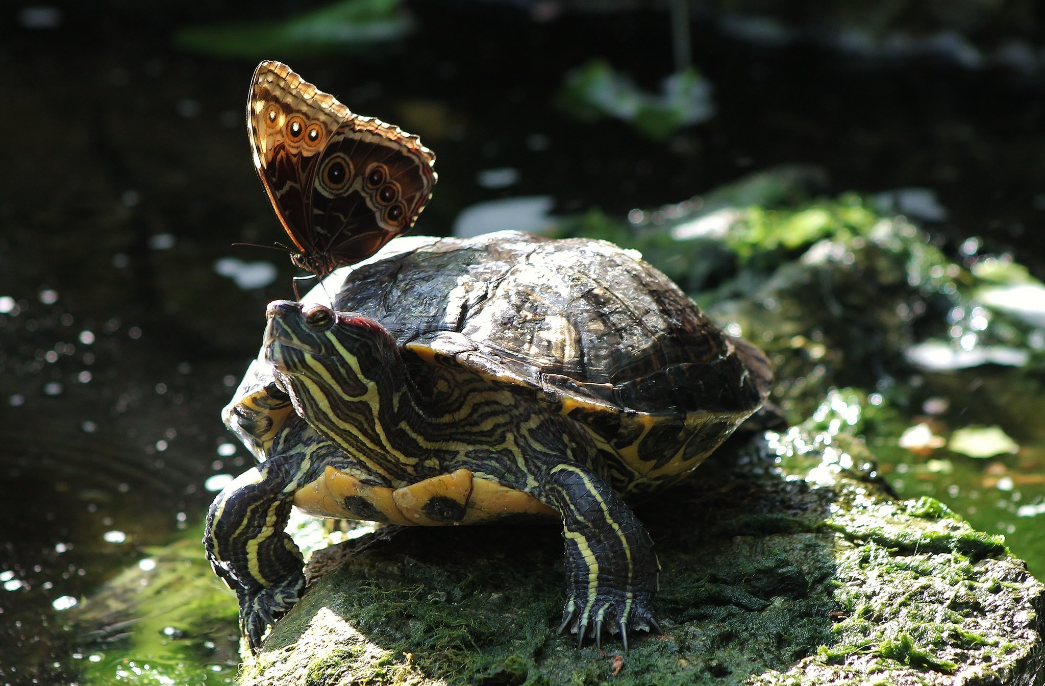 Free download wallpaper Turtles, Butterfly, Animal, Turtle on your PC desktop