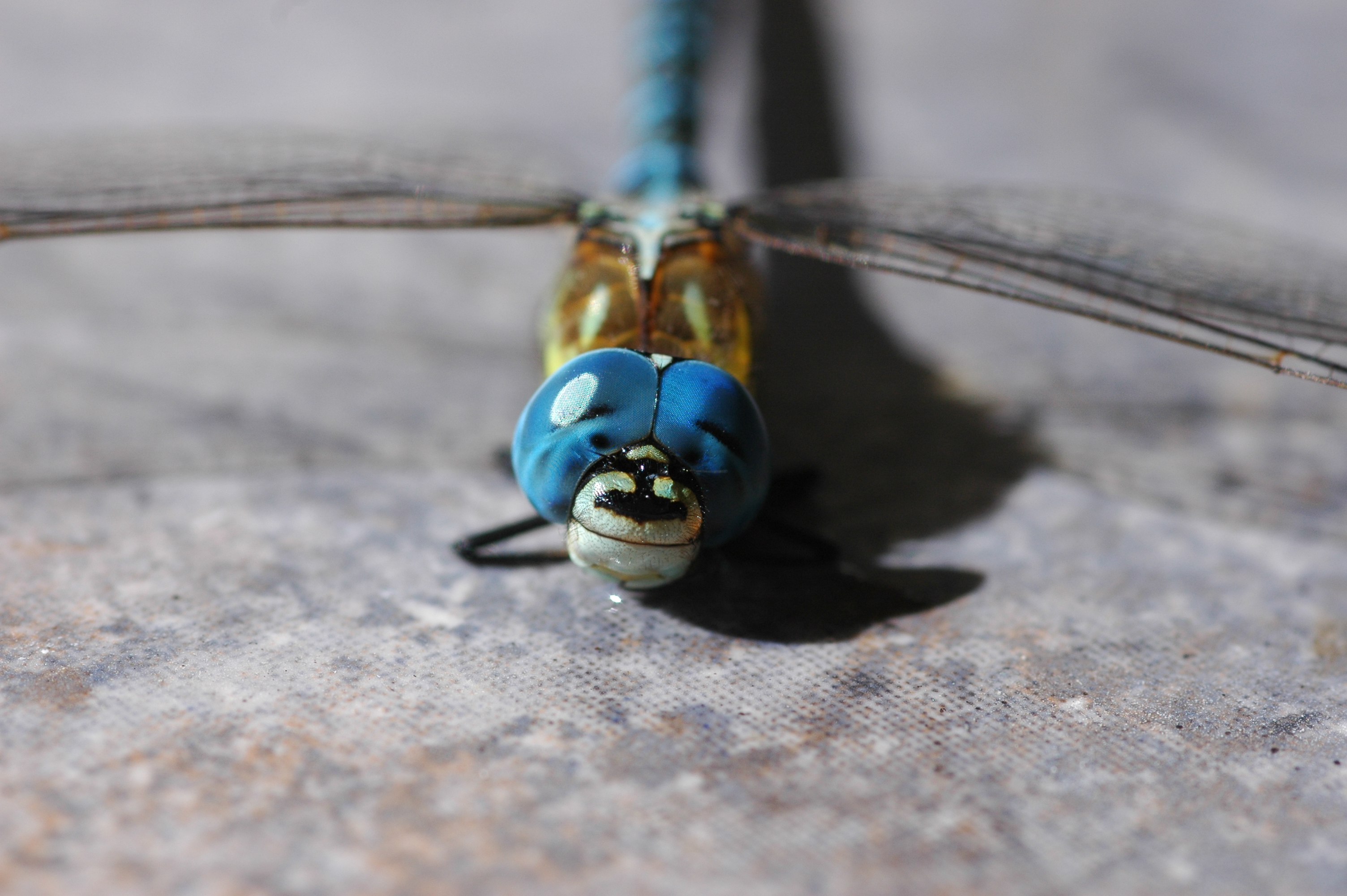 Free download wallpaper Dragonfly, Insects, Animal on your PC desktop