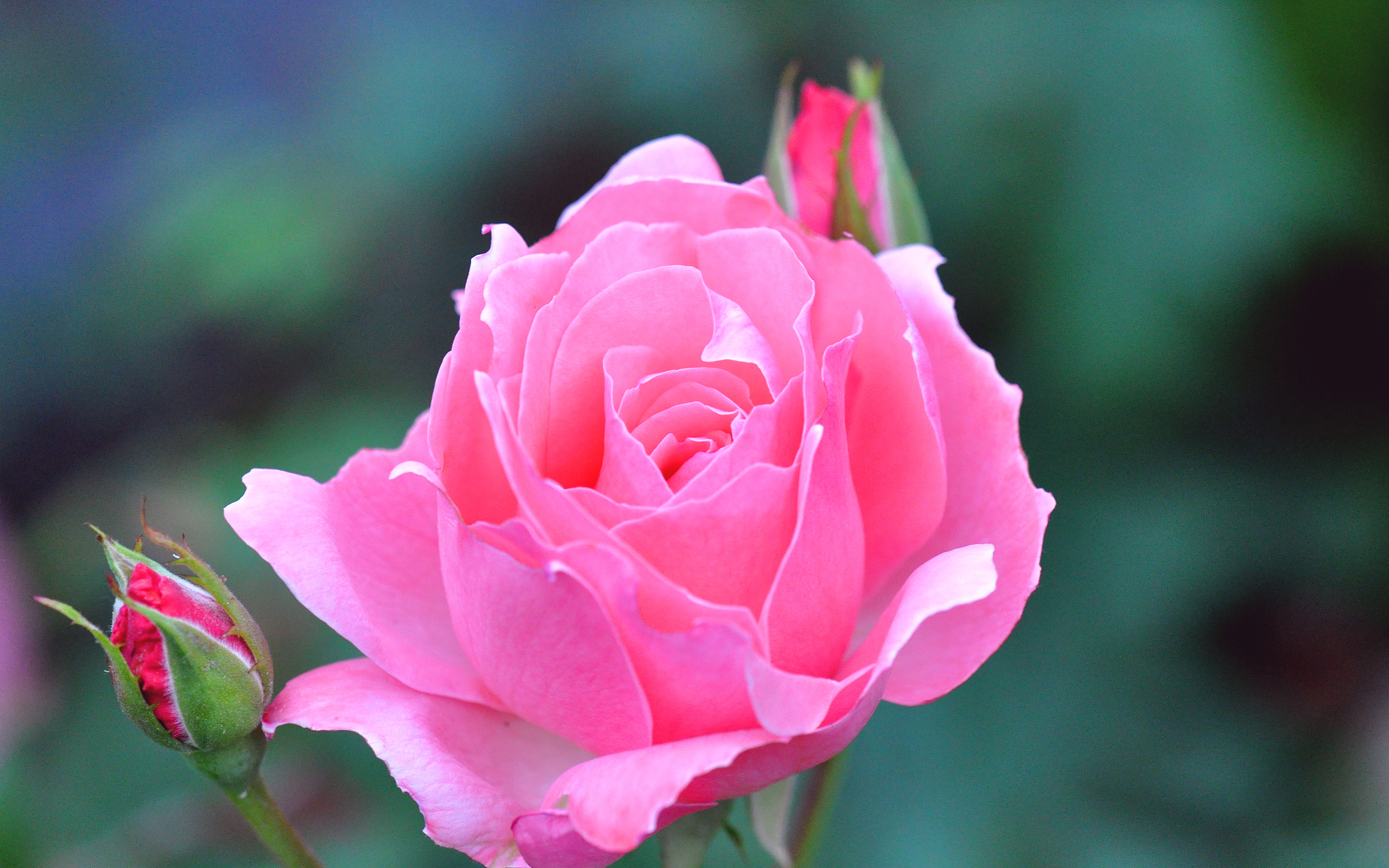 189312 télécharger le fond d'écran rose rose, terre/nature, rose, bourgeon, fleur, fleurs - économiseurs d'écran et images gratuitement