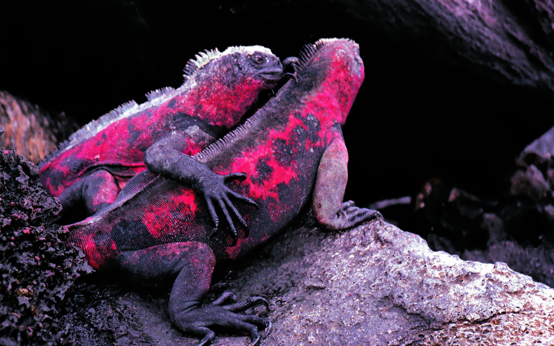 279296 descargar imagen animales, iguana, reptiles: fondos de pantalla y protectores de pantalla gratis