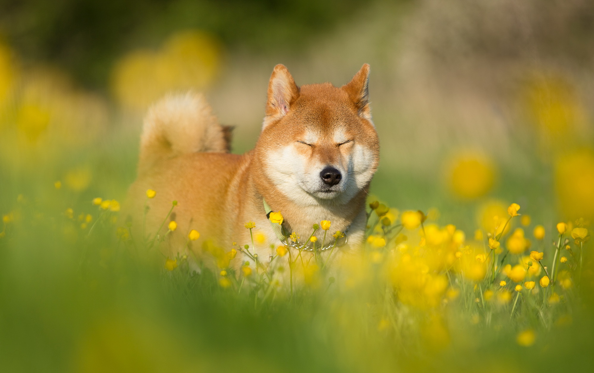 shiba inu, animal, dog, field, flower, summer, dogs