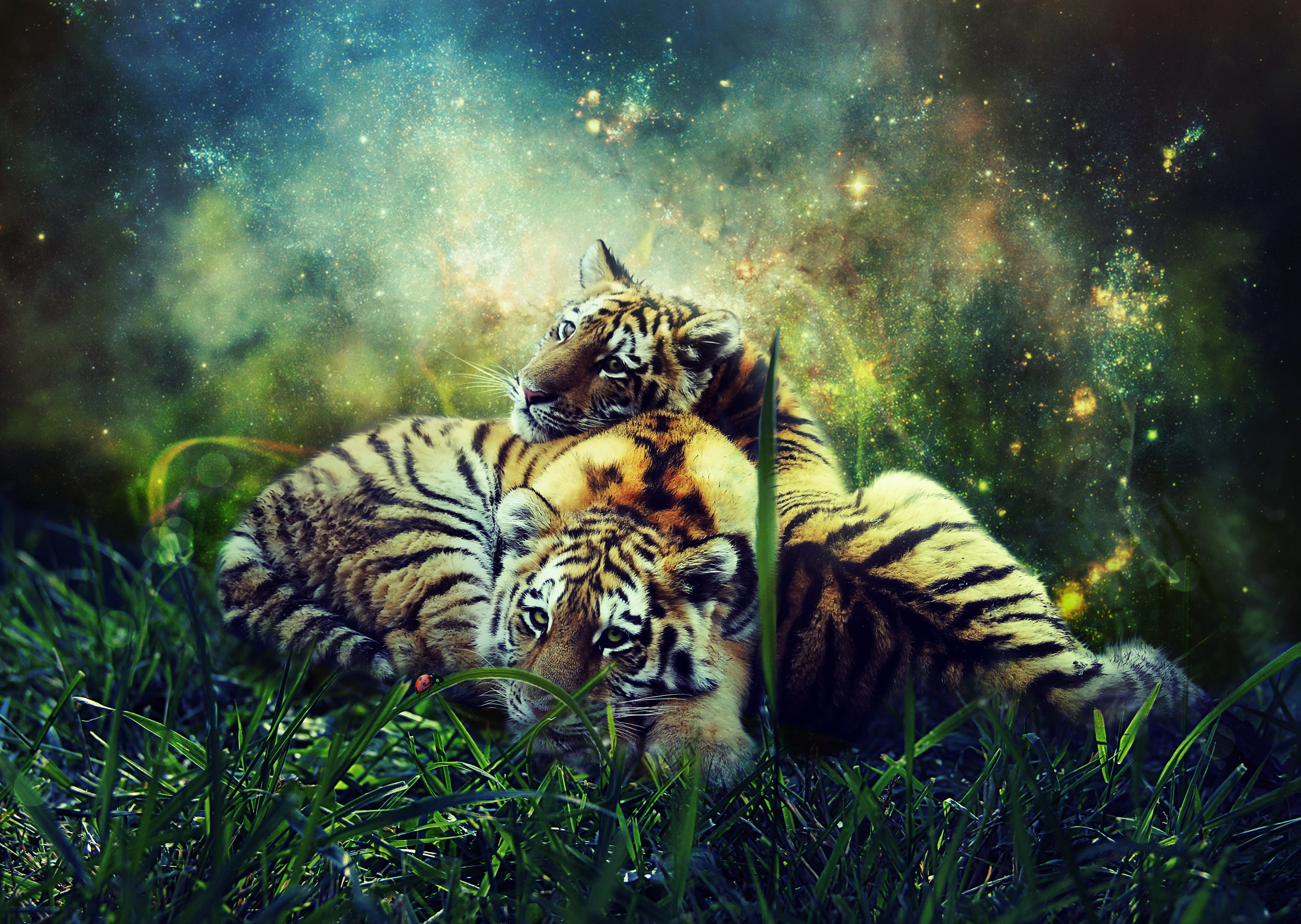 83947 скачать картинку тигры, детеныши, дикая природа, фотошоп, животные - обои и заставки бесплатно
