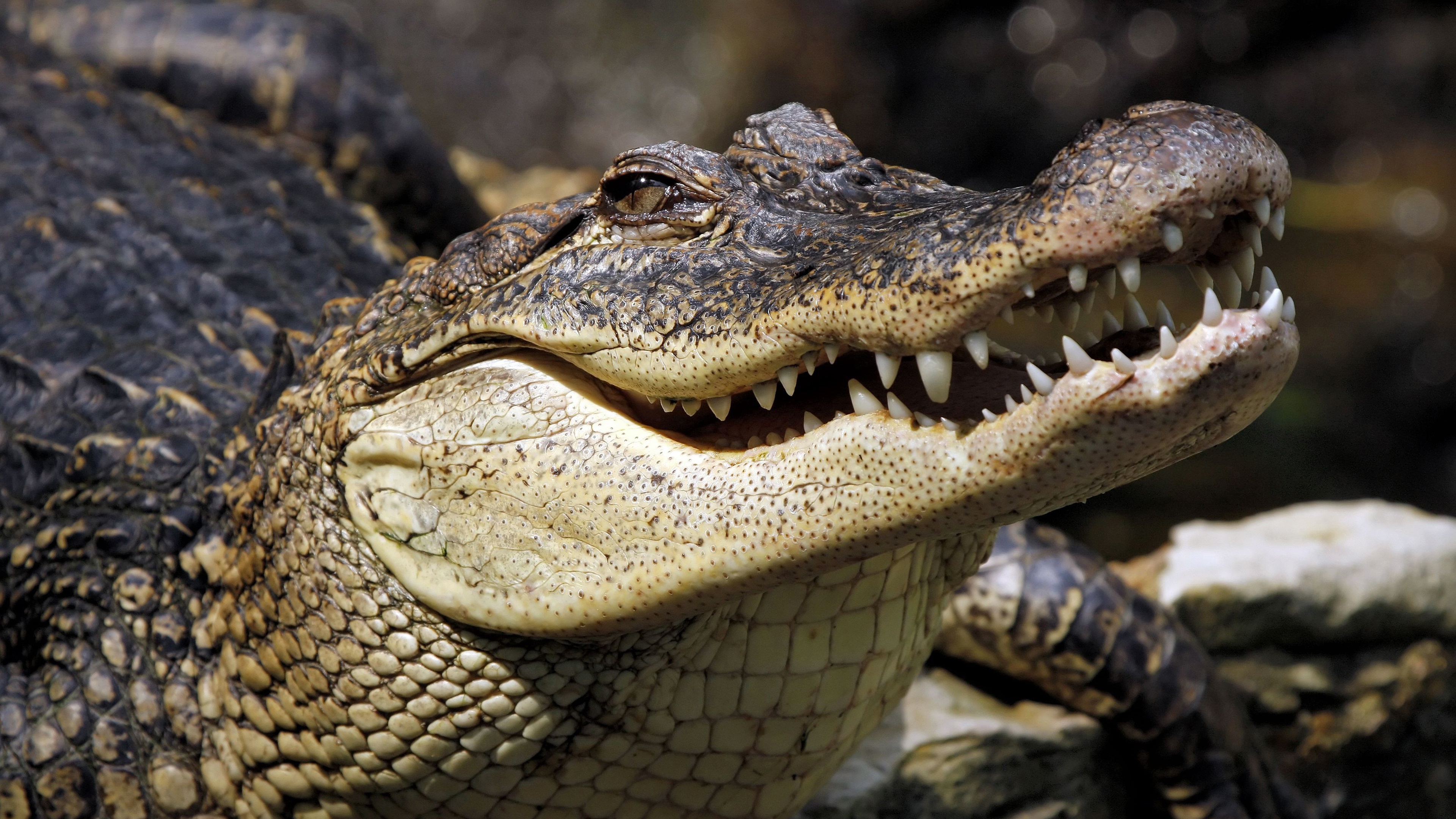 Free download wallpaper Animal, Reptile, Crocodile on your PC desktop