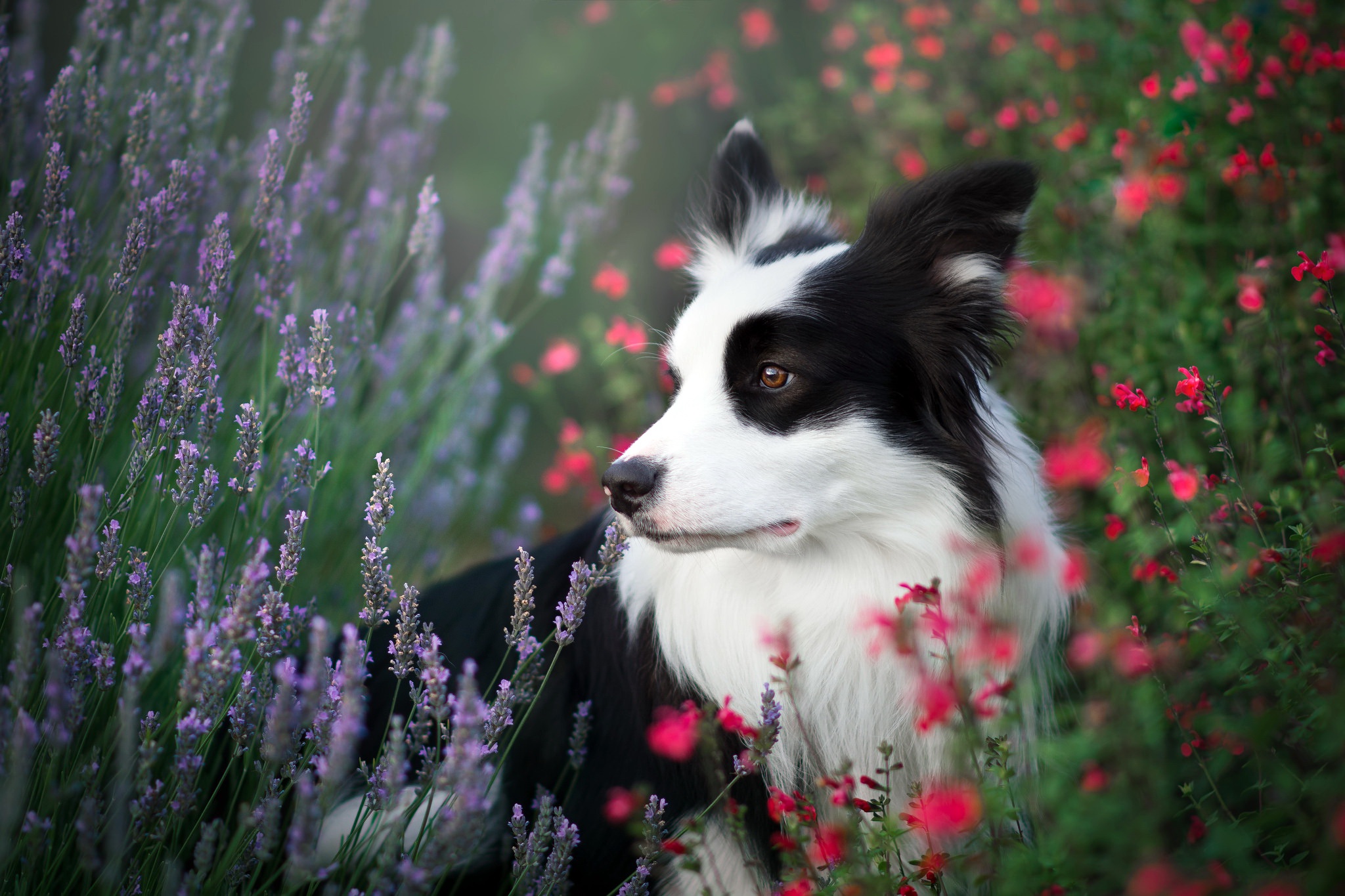 無料モバイル壁紙動物, 花, 犬, ボーダーコリーをダウンロードします。
