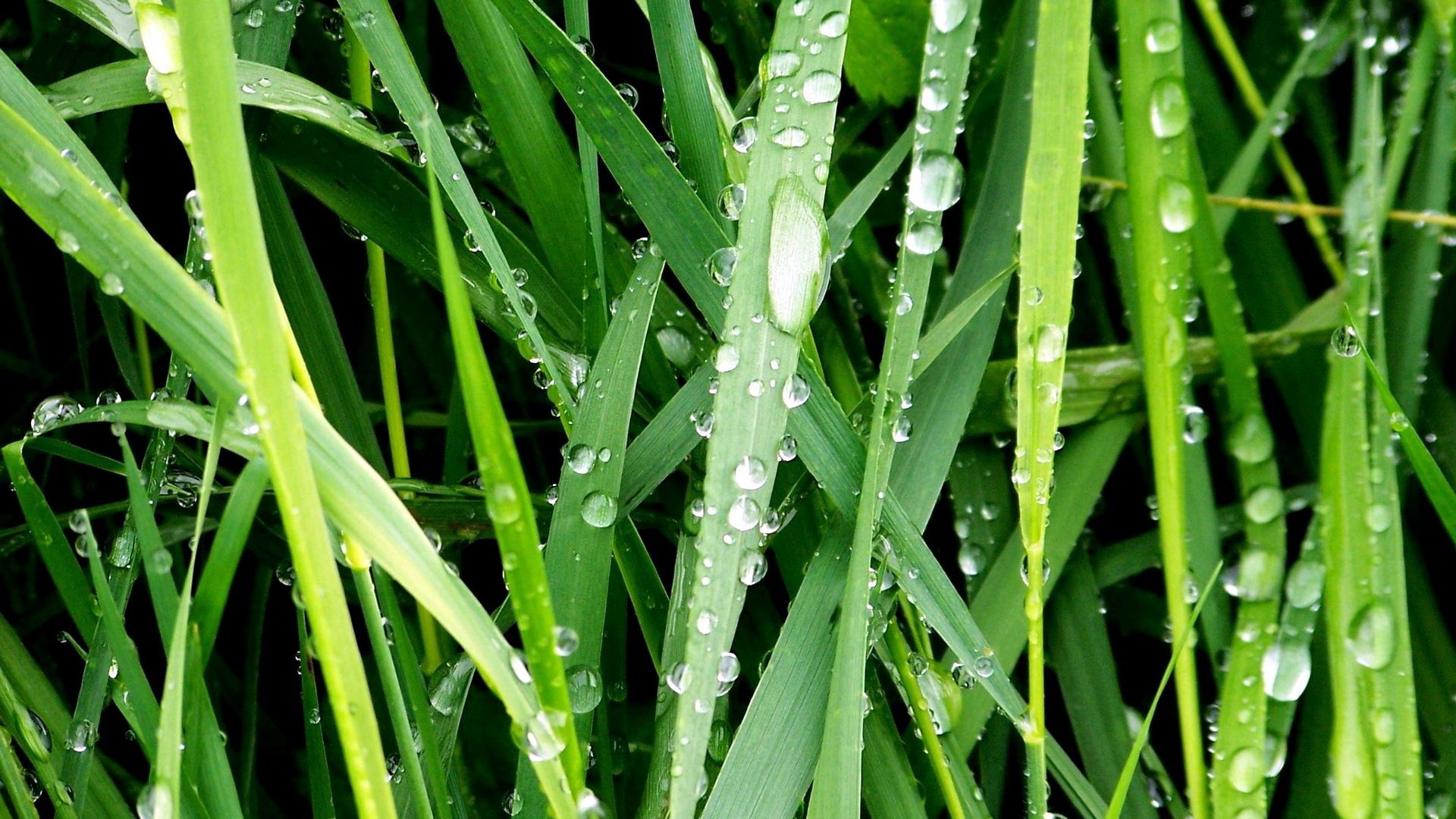 Download mobile wallpaper Grass, Macro, Dew, Drops, Morning for free.