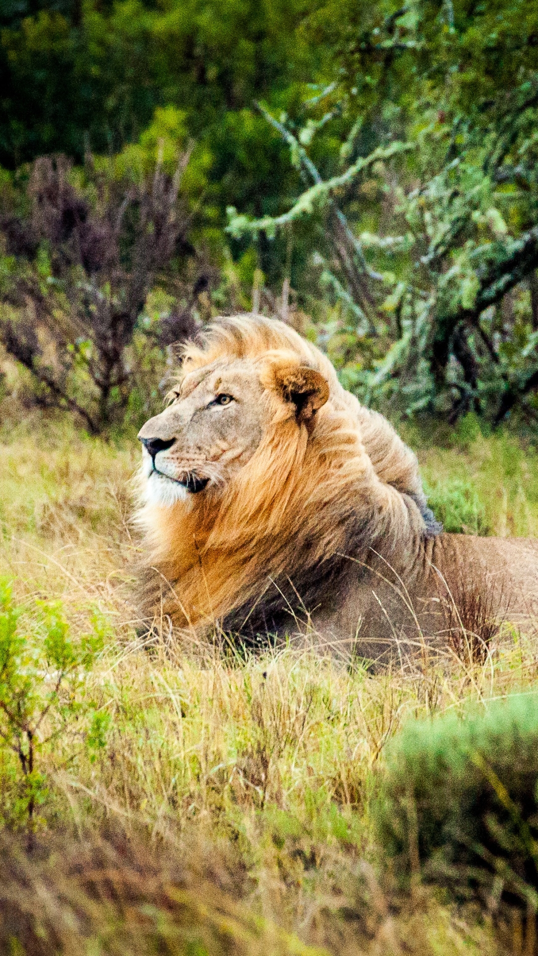 Descarga gratuita de fondo de pantalla para móvil de Animales, Gatos, Hierba, León, Césped.