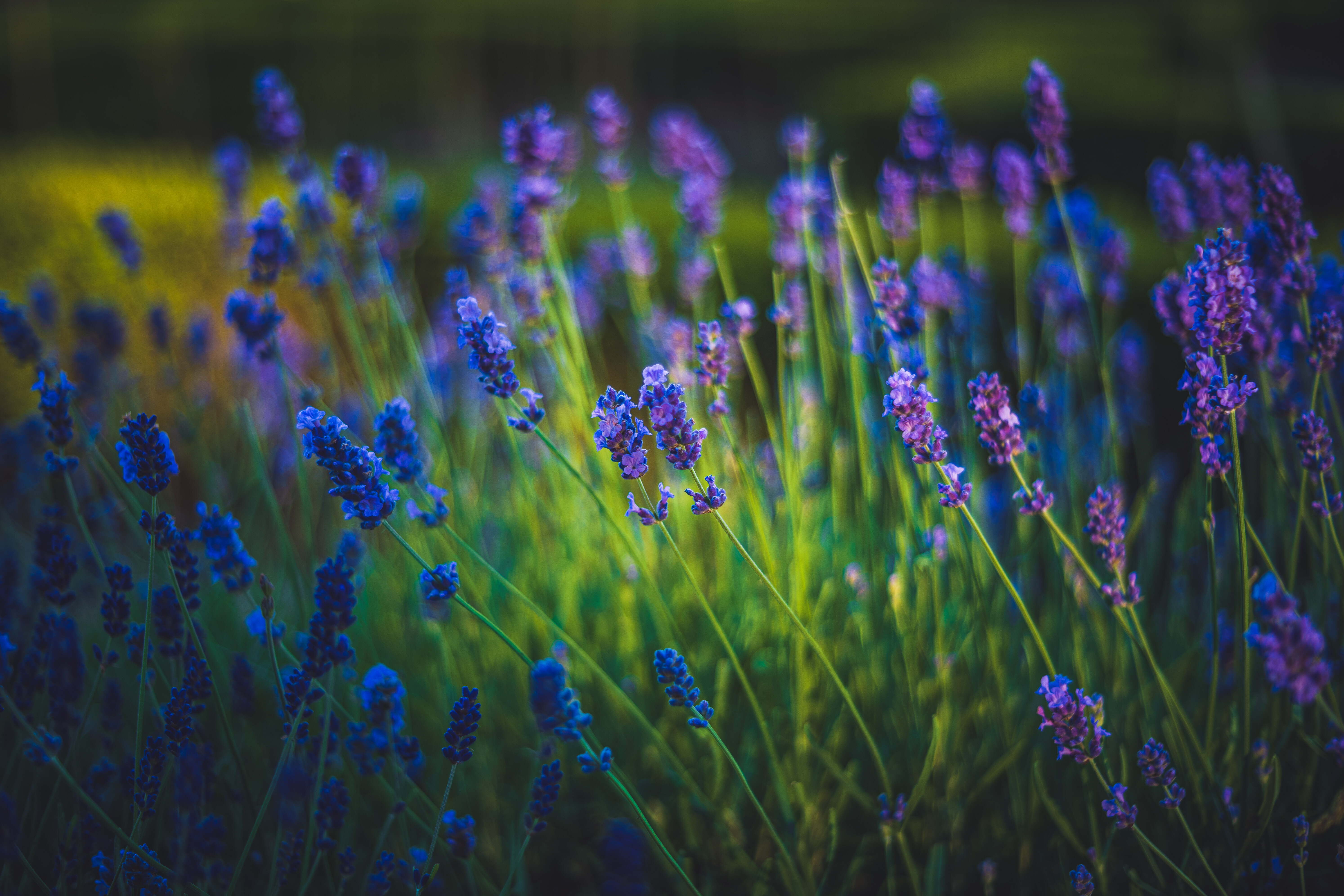flowers, spring, lavender, grass, bloom, flowering