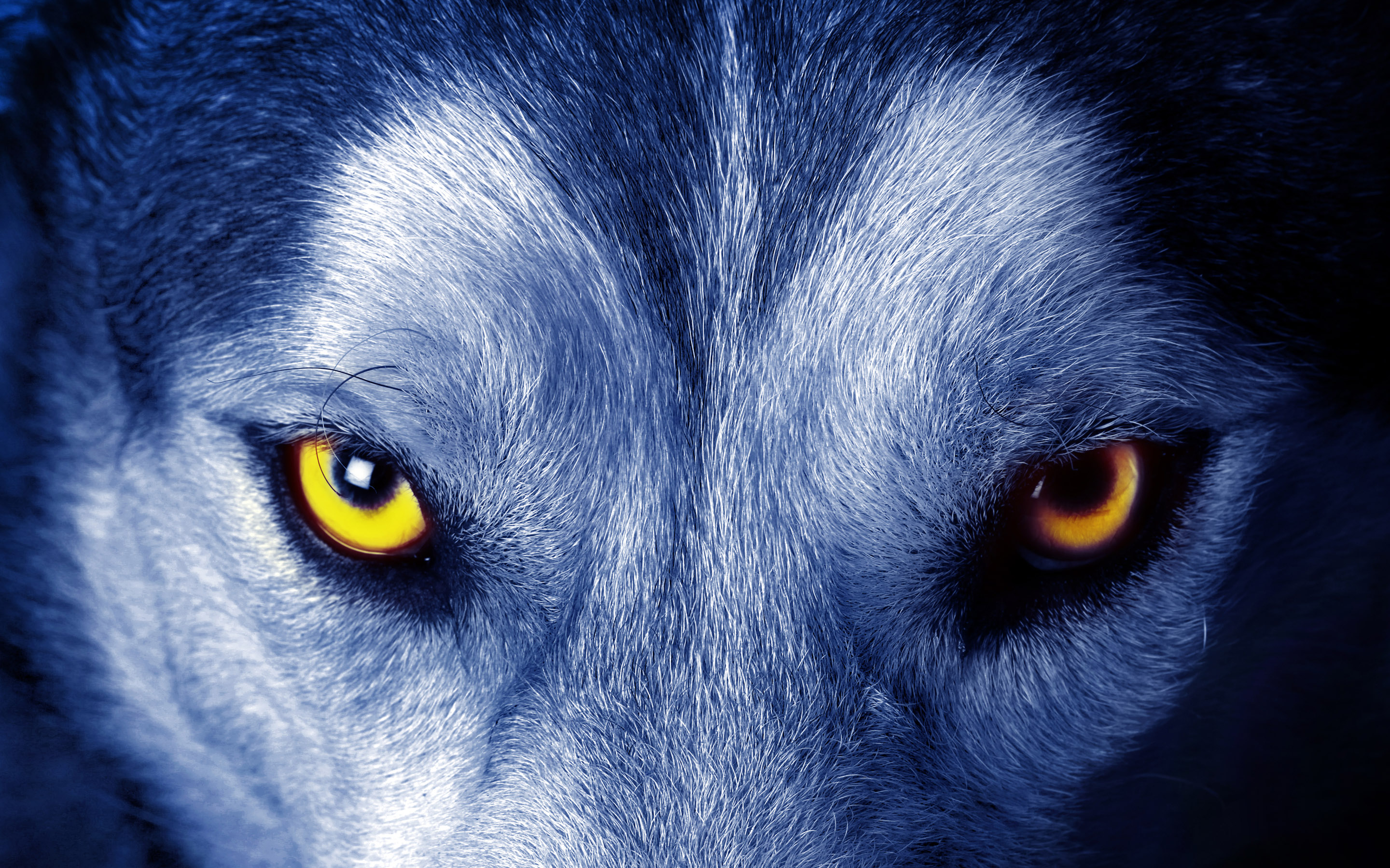 310808 descargar fondo de pantalla ojo, animales, lobo, wolves: protectores de pantalla e imágenes gratis