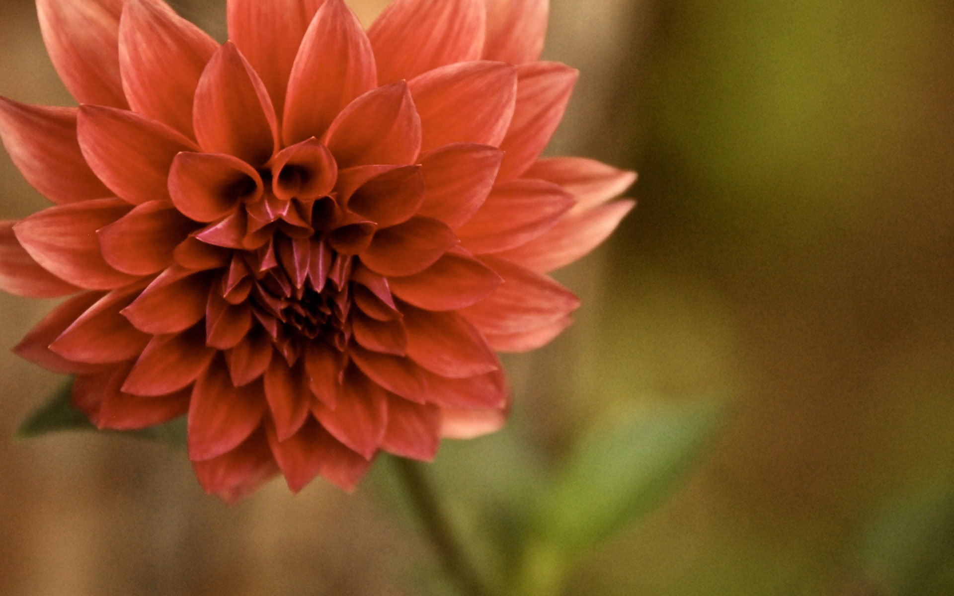 Baixe gratuitamente a imagem Flores, Flor, Terra/natureza na área de trabalho do seu PC