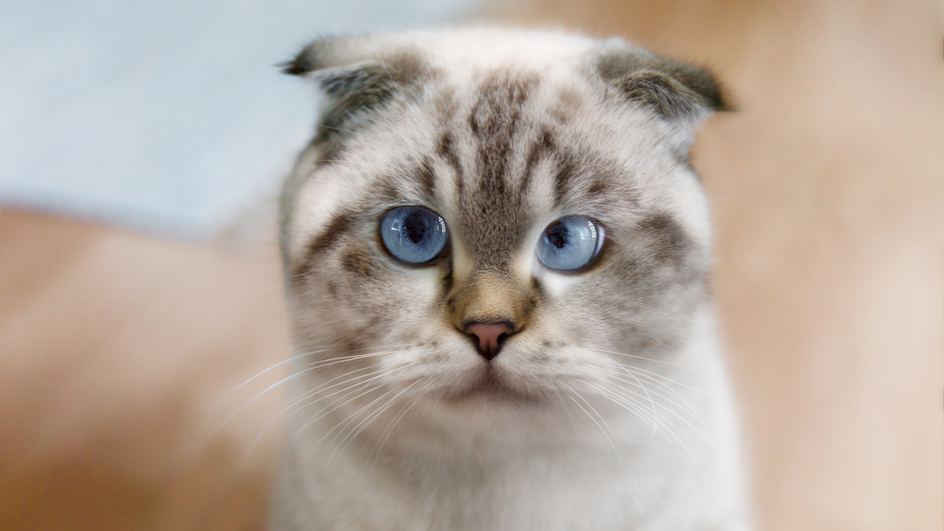 PCデスクトップに動物, ネコ, 猫, 見詰める画像を無料でダウンロード