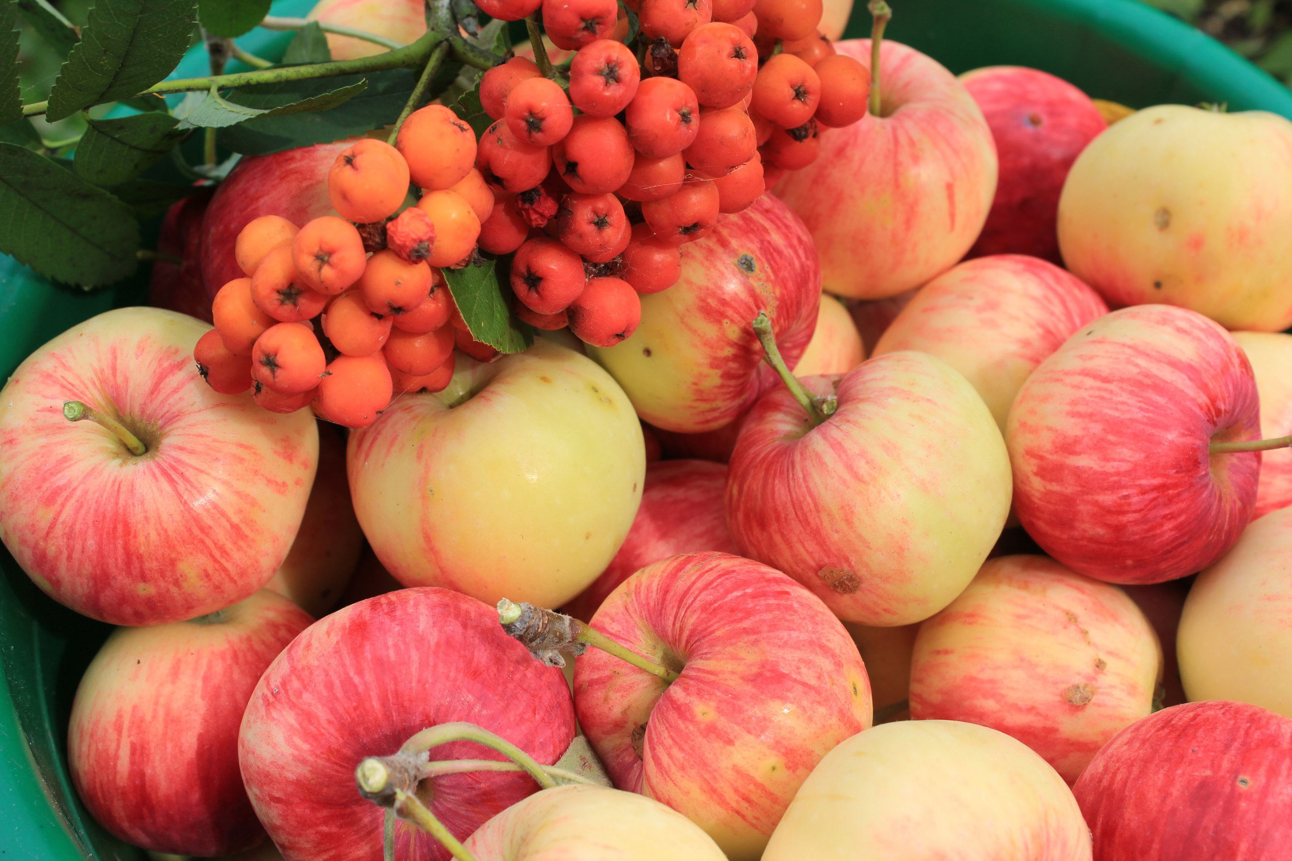 488425 baixar papel de parede comida, maçã, fruta, rowan, frutas - protetores de tela e imagens gratuitamente