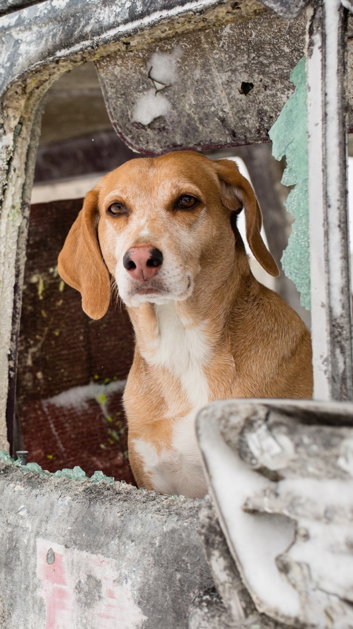 無料モバイル壁紙動物, 犬をダウンロードします。