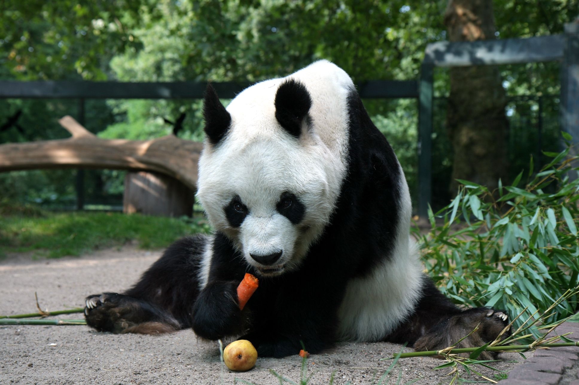 Handy-Wallpaper Sitzen, Lebensmittel, Tiere, Panda kostenlos herunterladen.