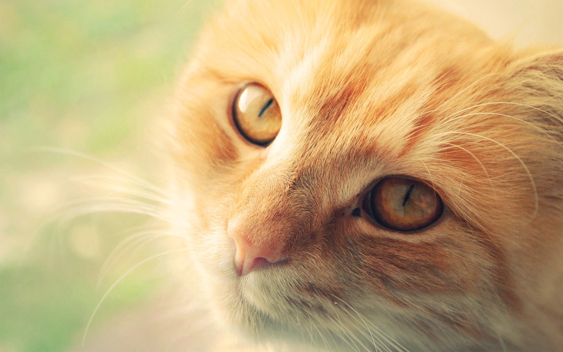 Free download wallpaper Animals, Muzzle, Opinion, Sight, Redhead, Cat on your PC desktop